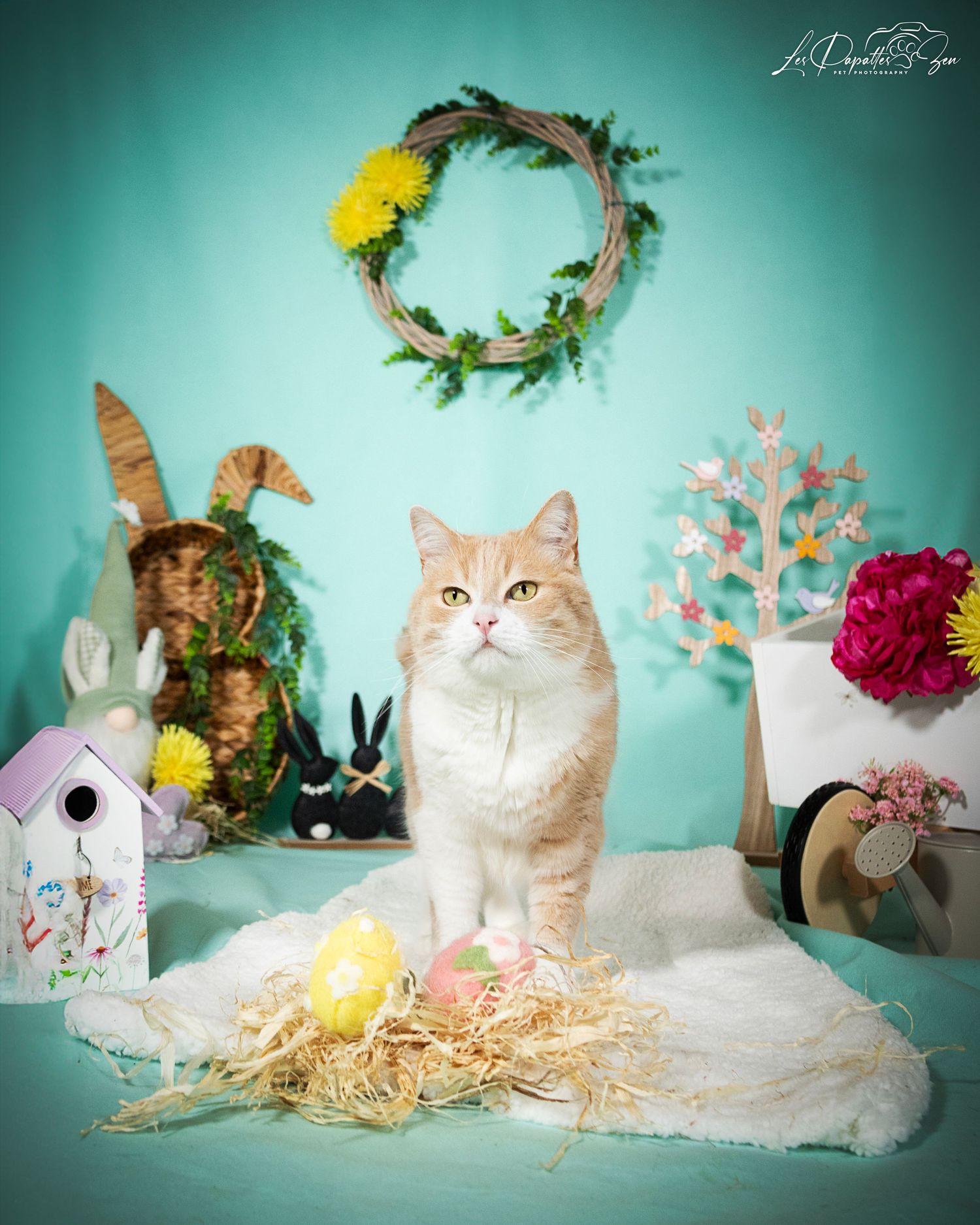 “Portrait de chat en studio avec un beau décor de Pâques – photographe animalier Belgique”