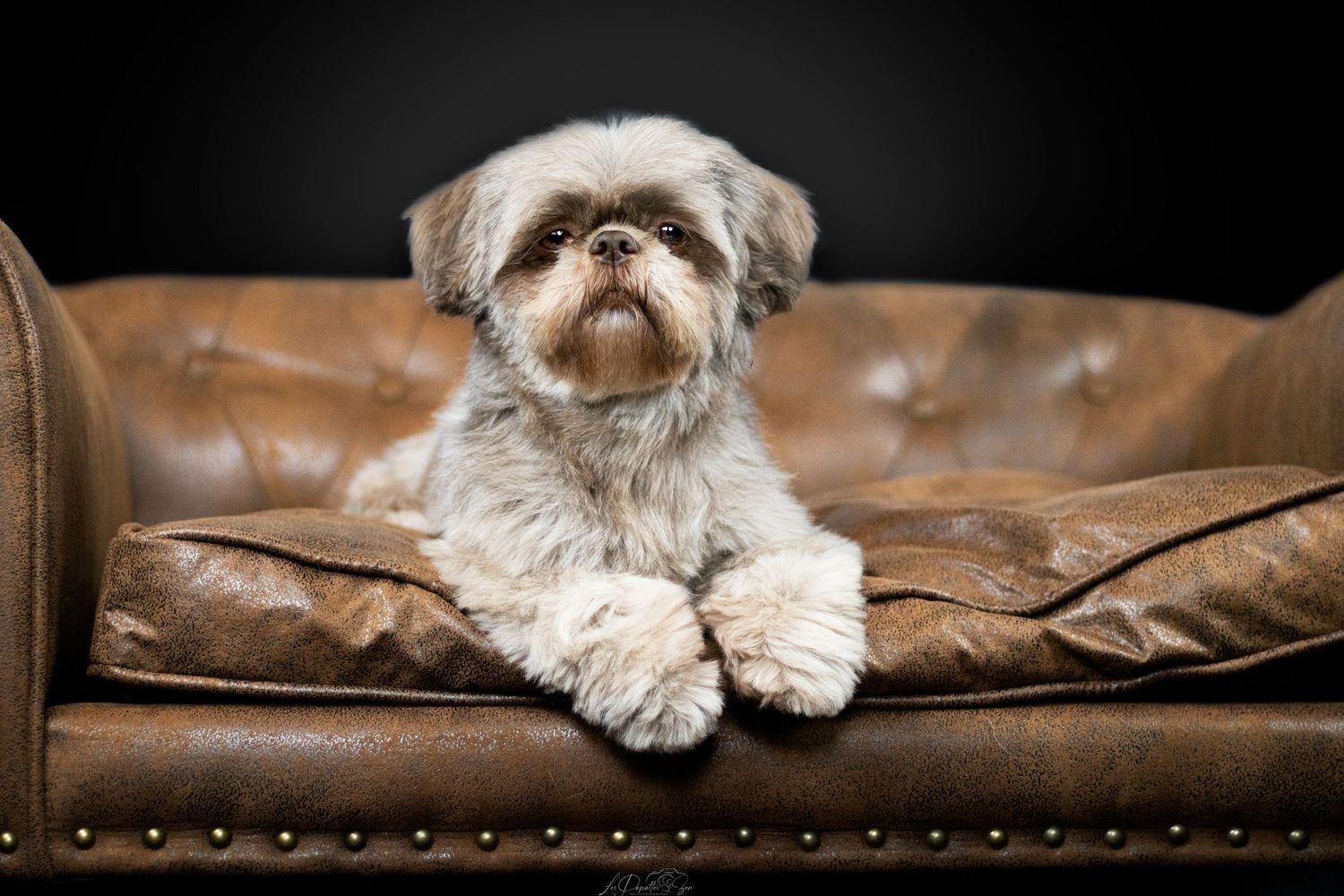 “Portrait de chien en studio – photographe animalier Belgique”