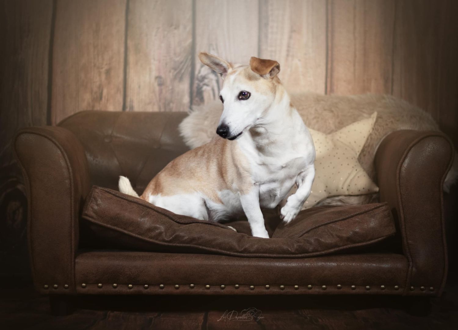 “Portrait de chien jack Russel en studio – photographe animalier Belgique”