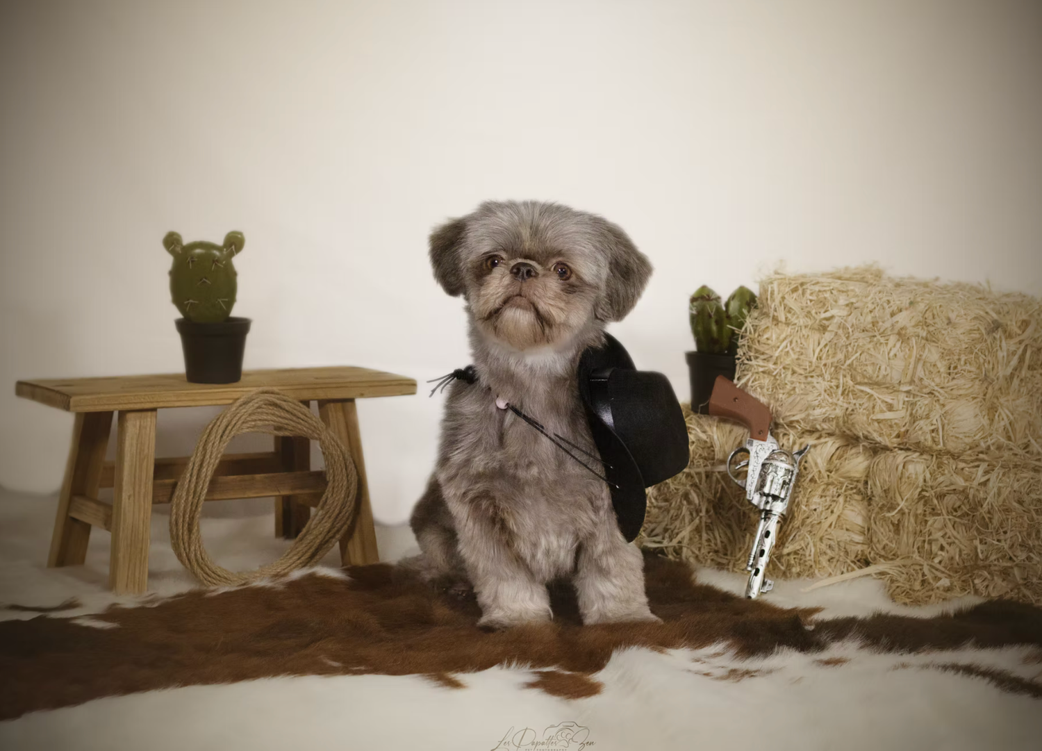“Portrait de chien en studio décor Cow-Boy– photographe animalier Belgique”