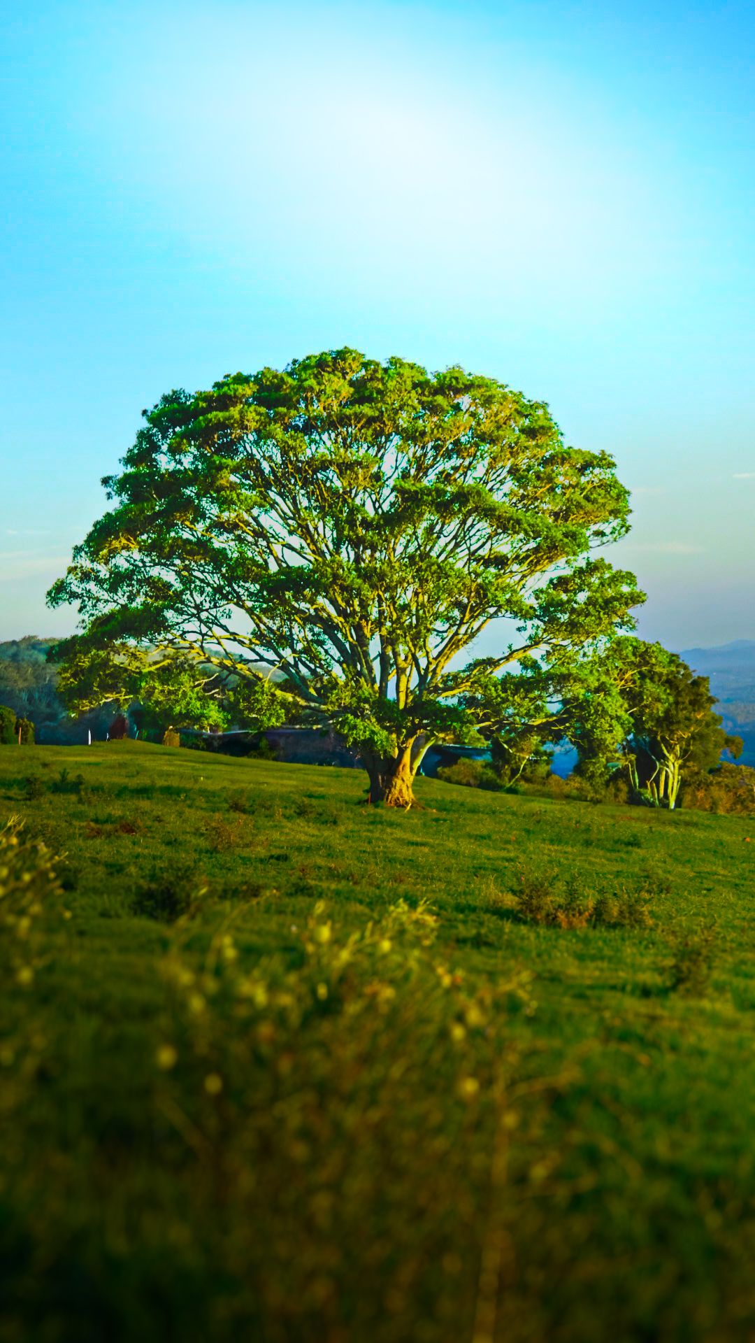 An Old tree I had to capture