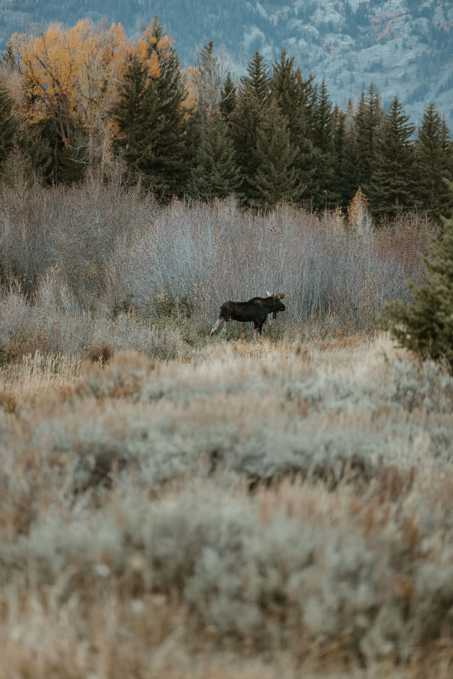 A moose stands in tall grass with evergreen trees and mountains in the background.