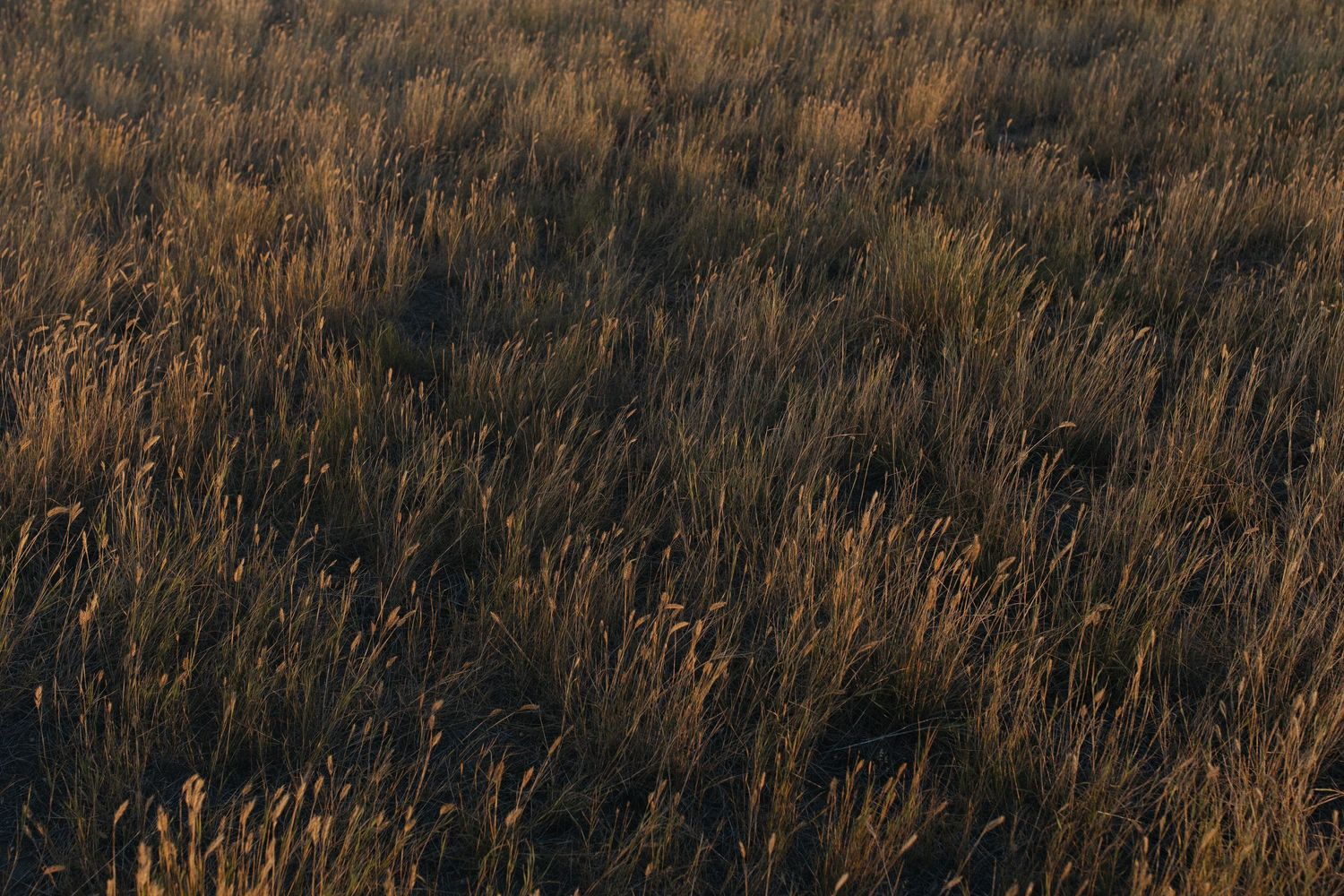 Golden prairie grass swaying in the wind during sunset.
