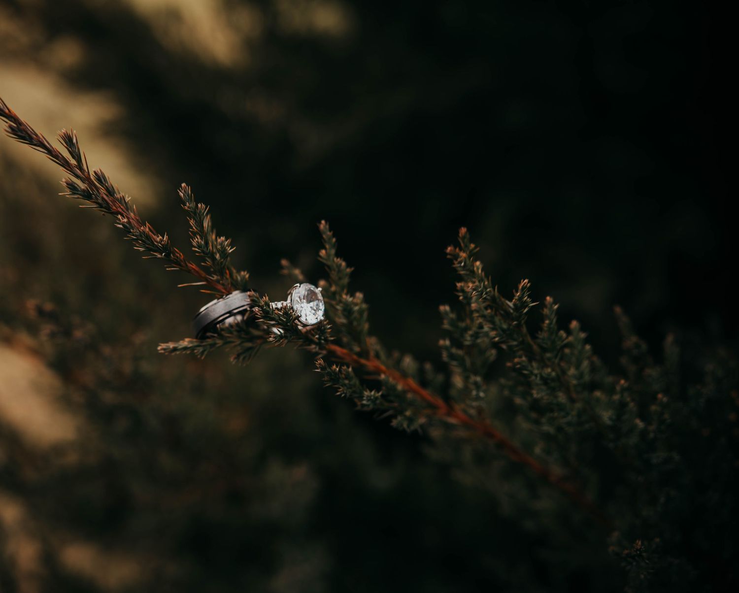 Delicate white blossoms emerge from dark branches against a moody, shadowed background in a minimalist nature scene.