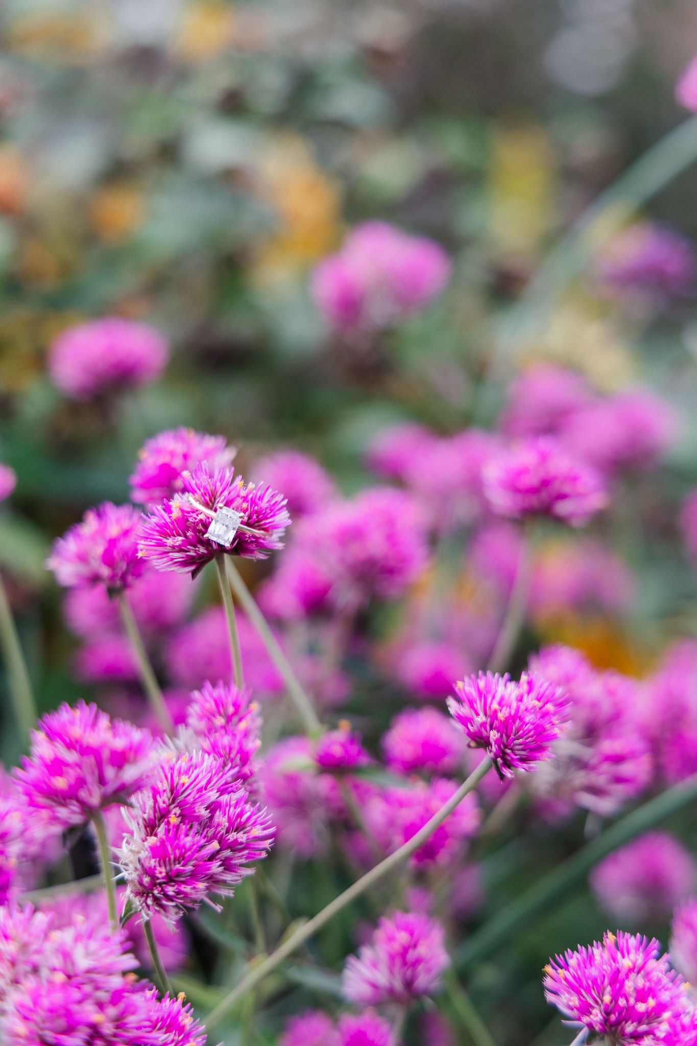 purple wildflowers blooming in a garden during Grace & Kenny's engagement session in Ohio.