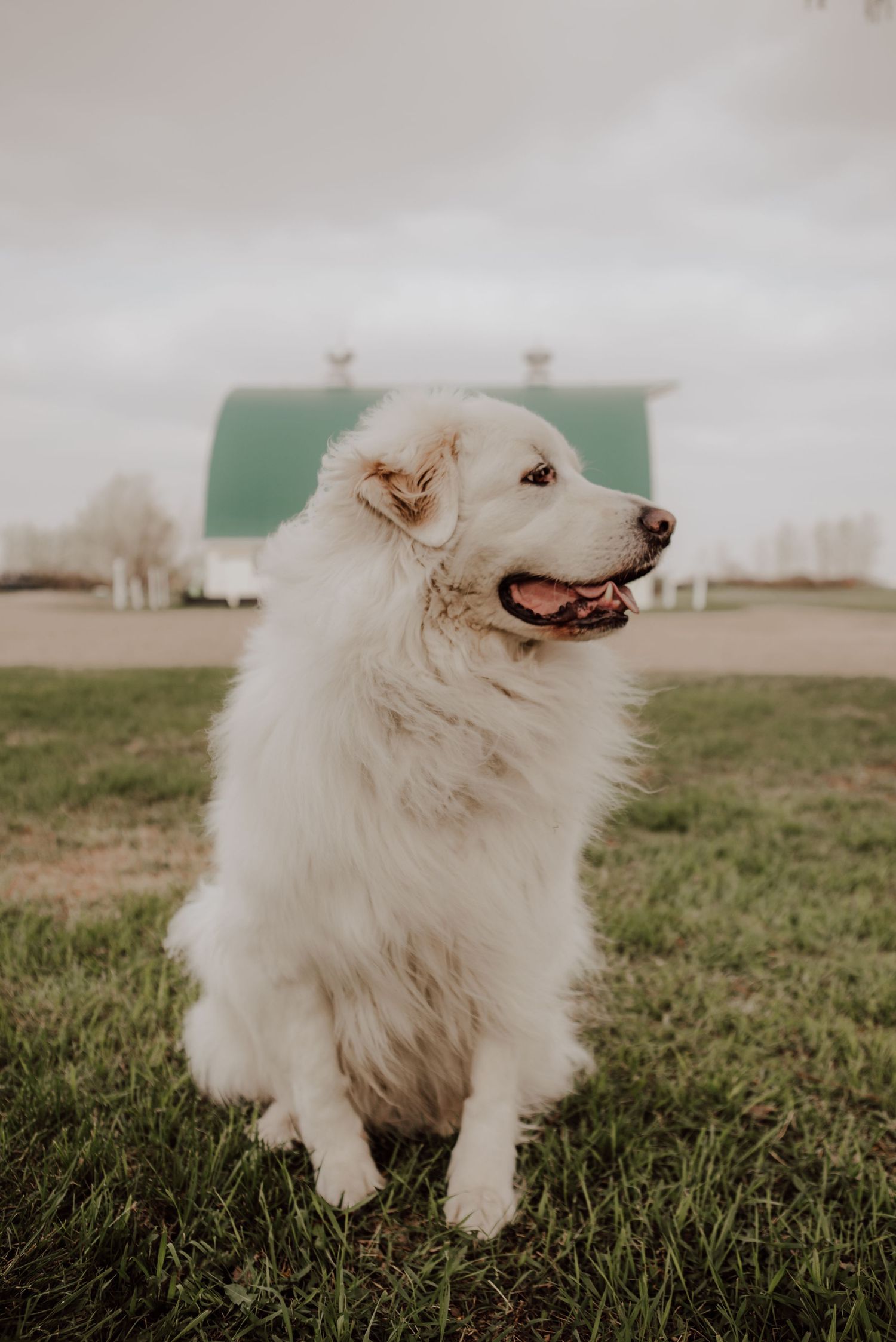 Happy white Great Pyrenees dog sitting in grass with white barn in background.