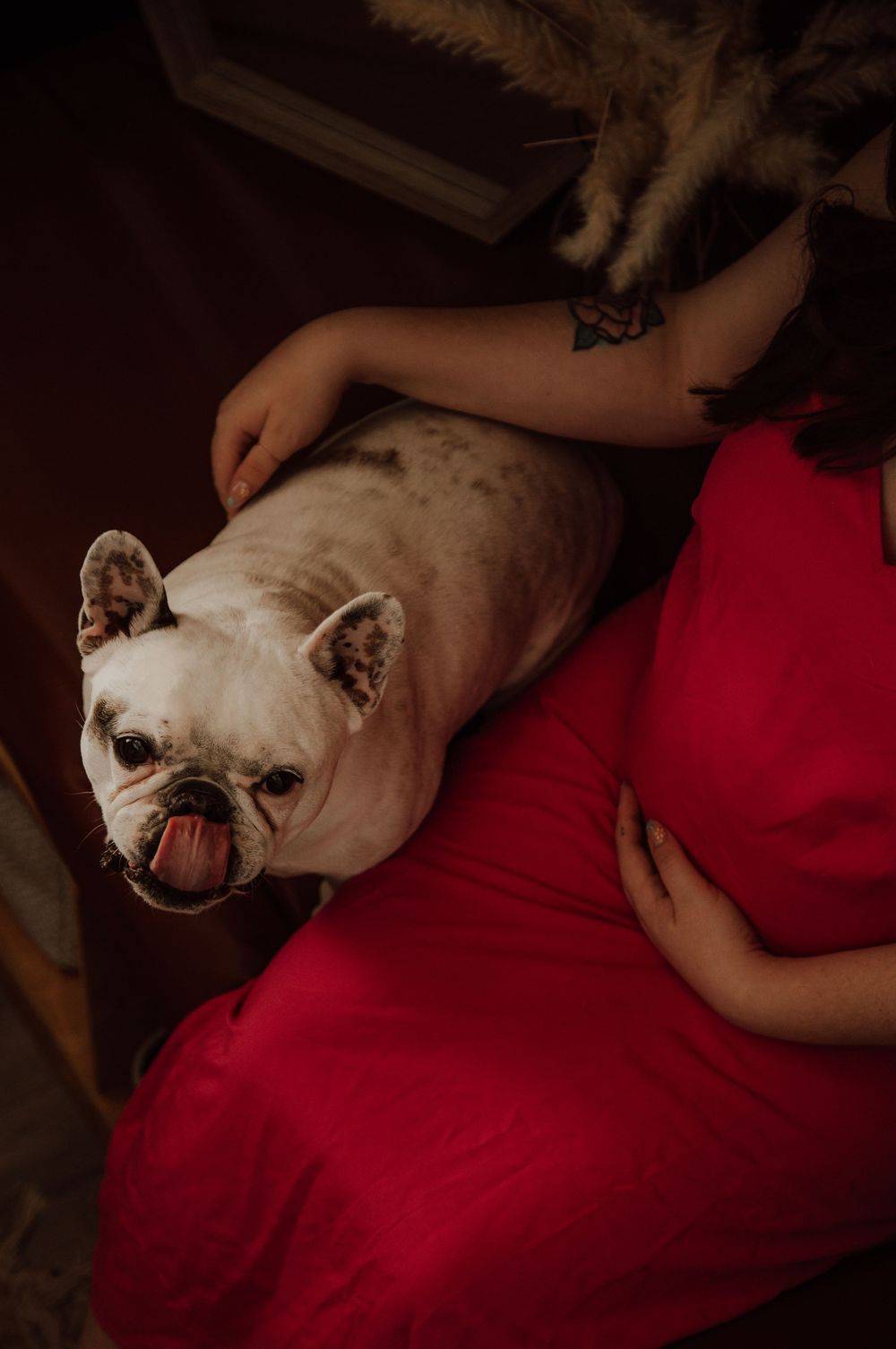Calgary, Alberta newborn photos with dog