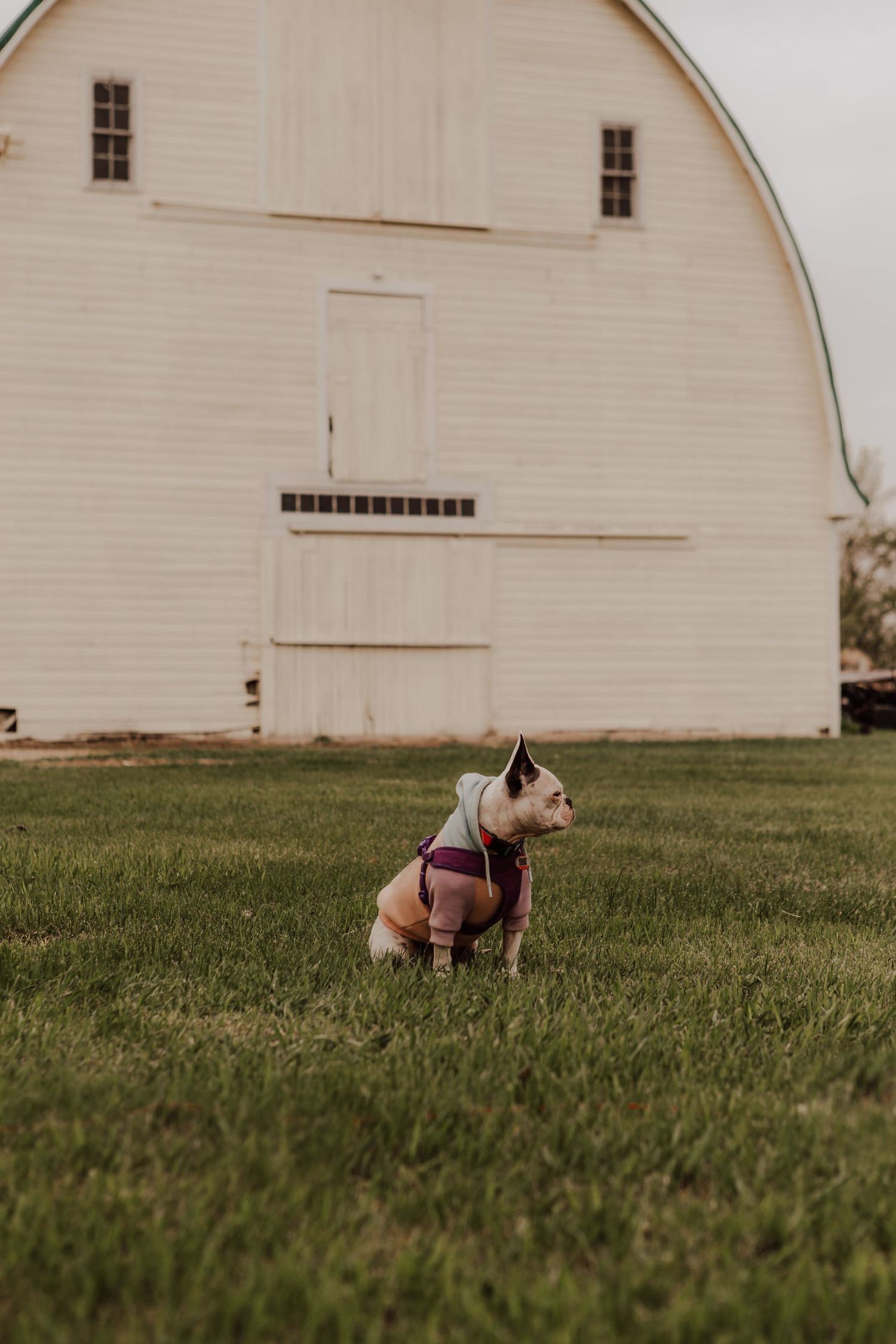Small dog wearing pink sweater poses in front of white barn architecture.
