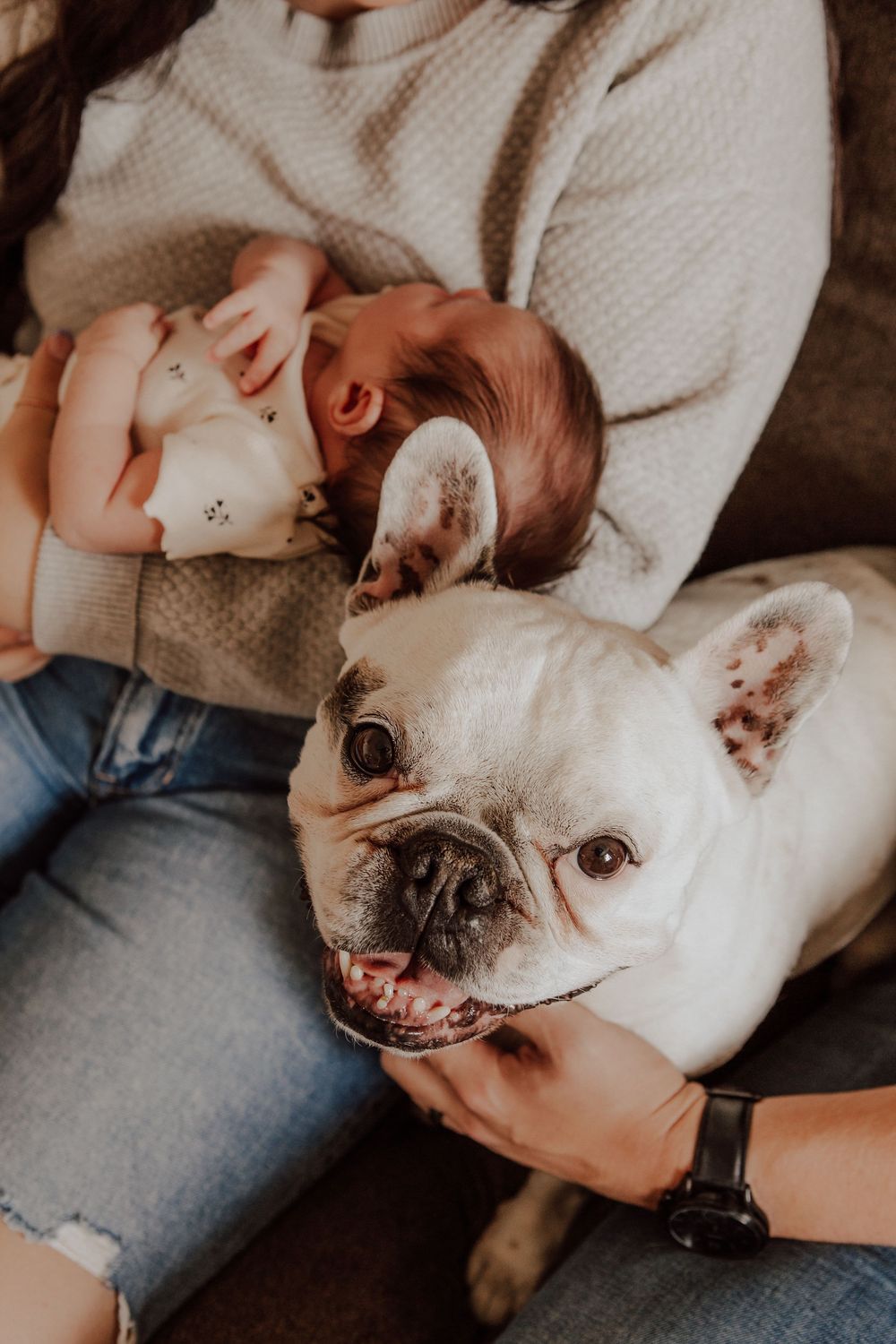 Calgary, Alberta newborn image with French Bulldog