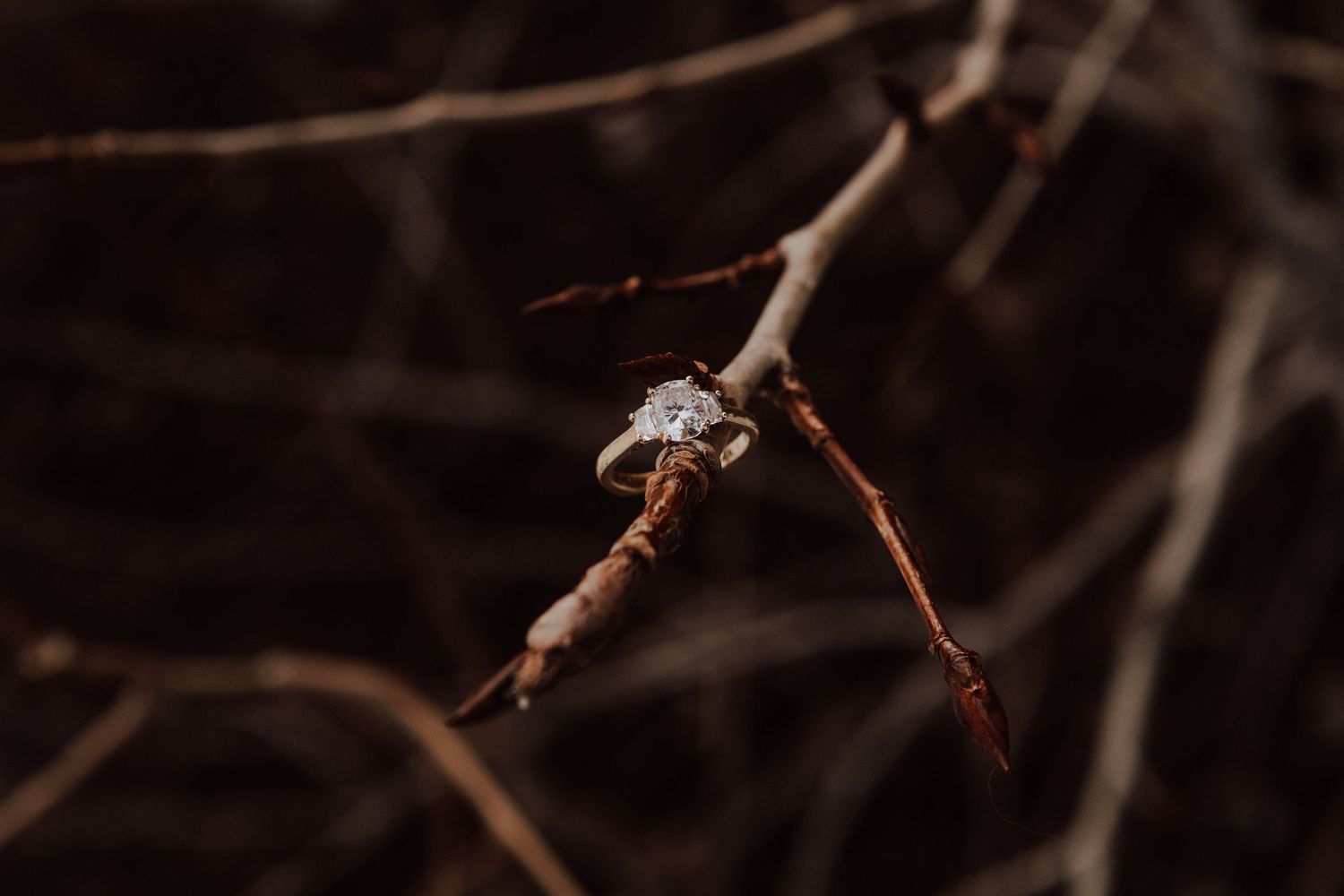 A close-up macro photograph shows a tiny spider perched on a thin brown twig against a dark blurred background.