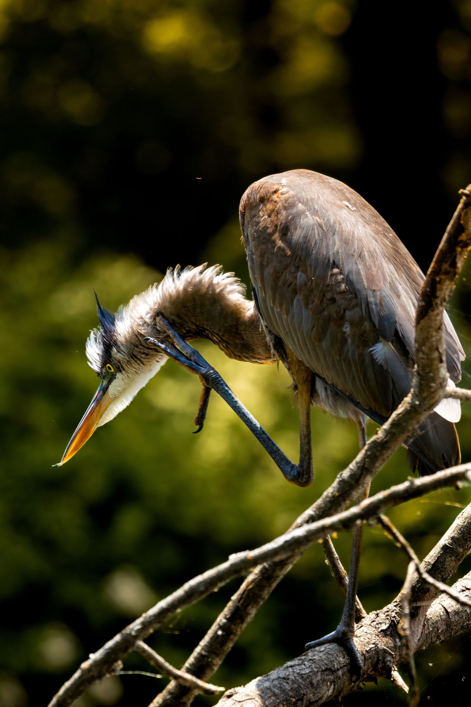 Bird by the lake.