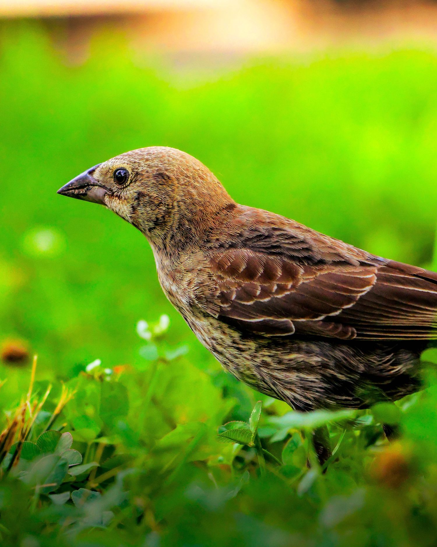 On the ground bird.