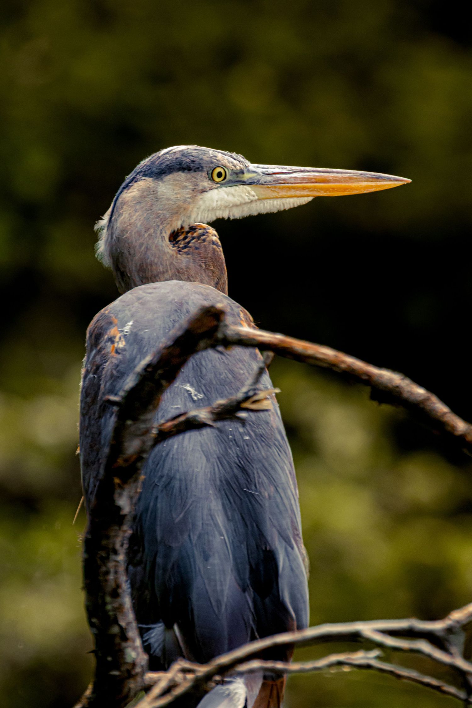 Blue bird by the lake.
