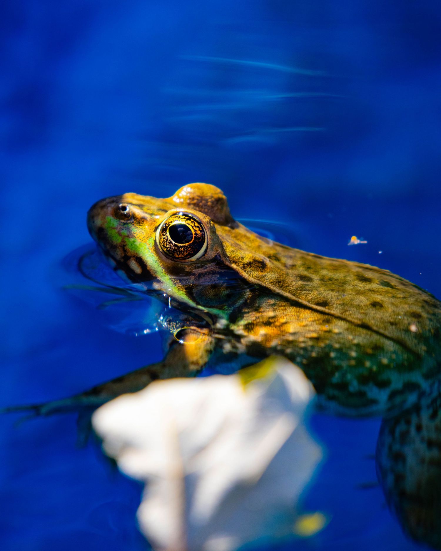 Frog swimming.
