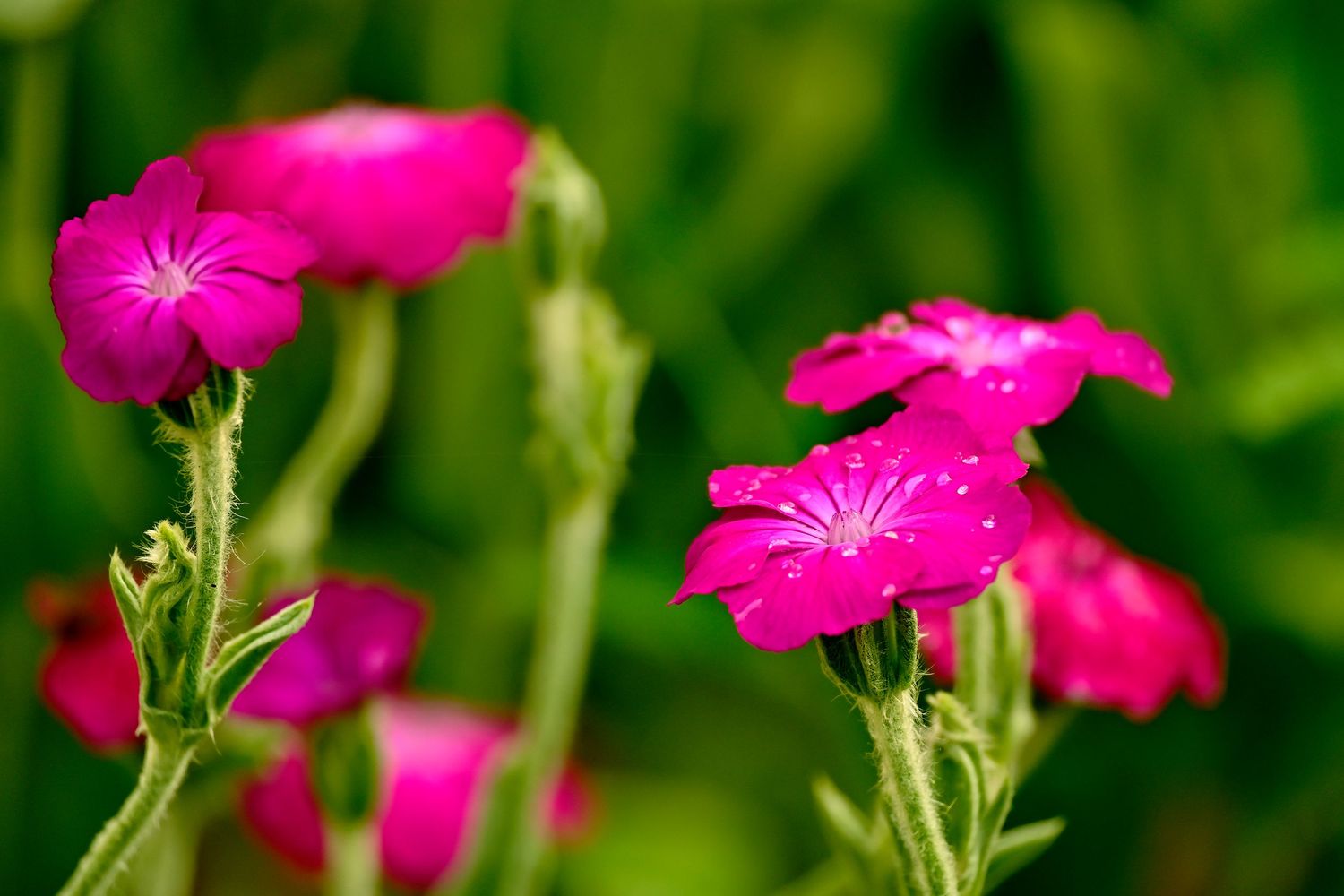Raindrops on coronaria rose campion as flower photography available as fine art wall prints.