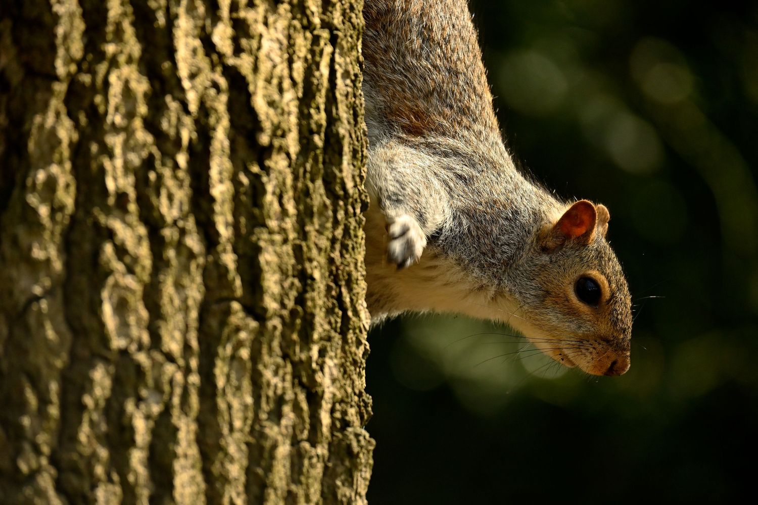 Squirrel sight seeing from the tree as wildlife photography available as fine art wall prints.