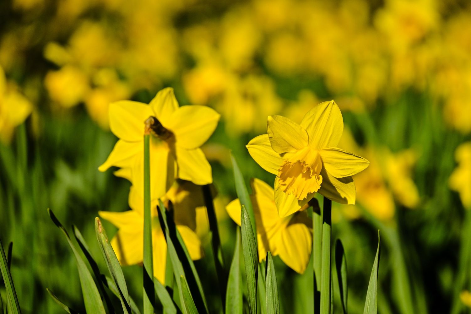 Multiple Yellow Daffodil flowers as flower photography available as fine art wall prints.