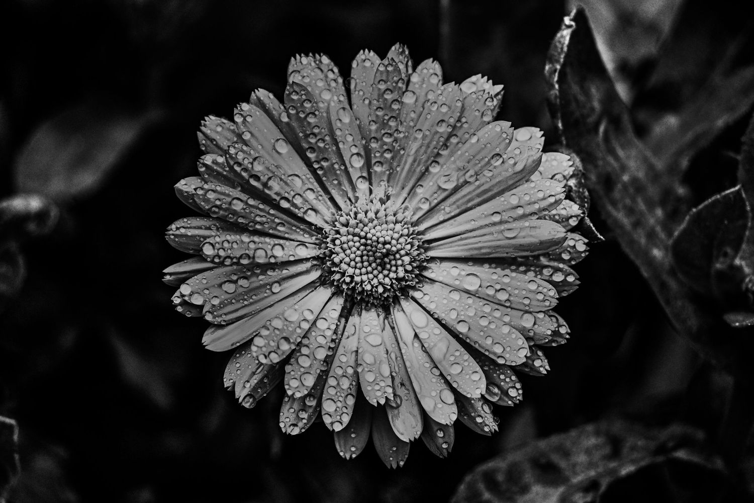 Raindrops on a single flower as black and white photography available as fine art prints and gallery frame.