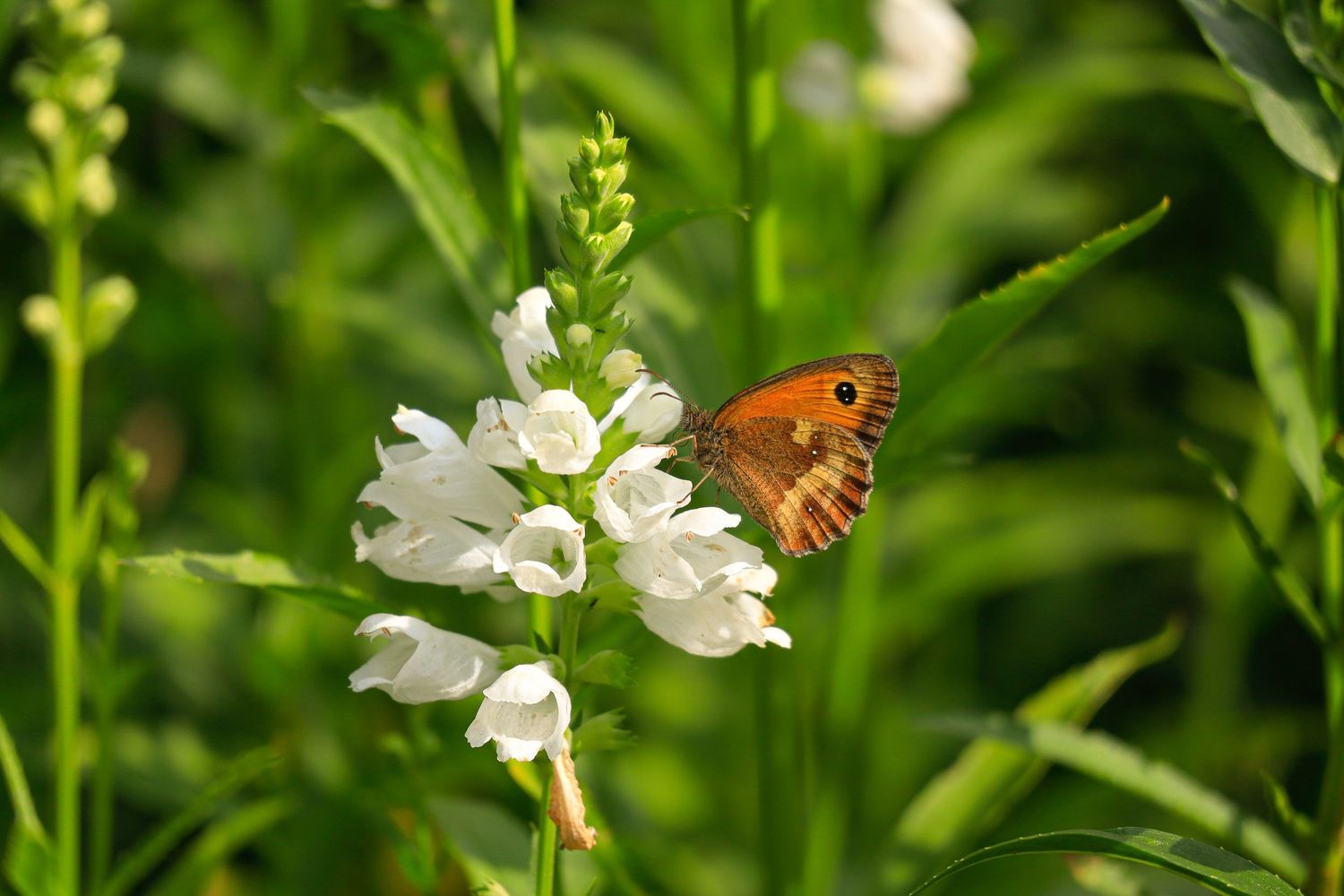 Gatekeeper butterfly resting on mini white flowers as wildlife photography available as fine art wall prints.