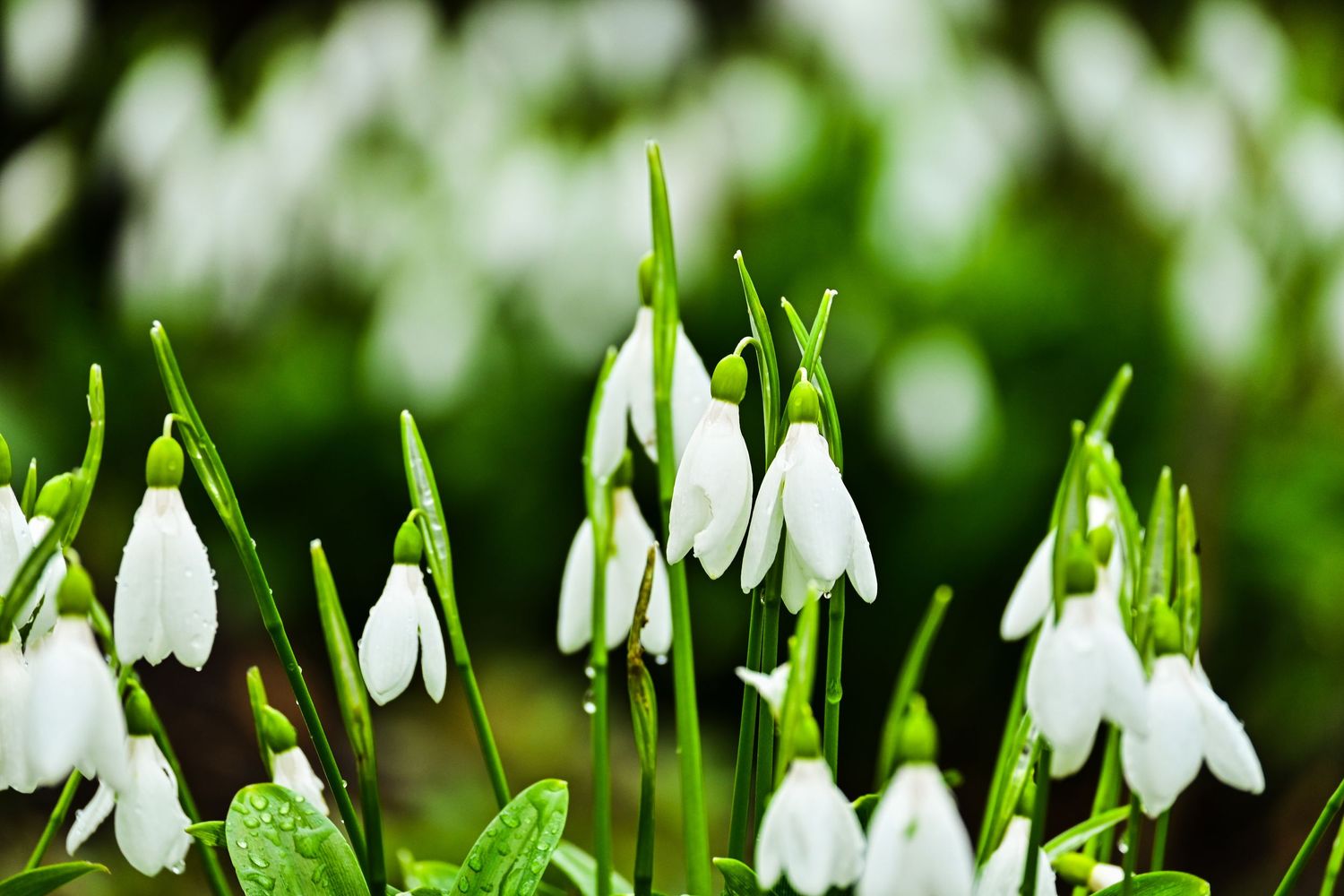 White flowers growing during beginning of spring as flower photography available as fine art wall prints.