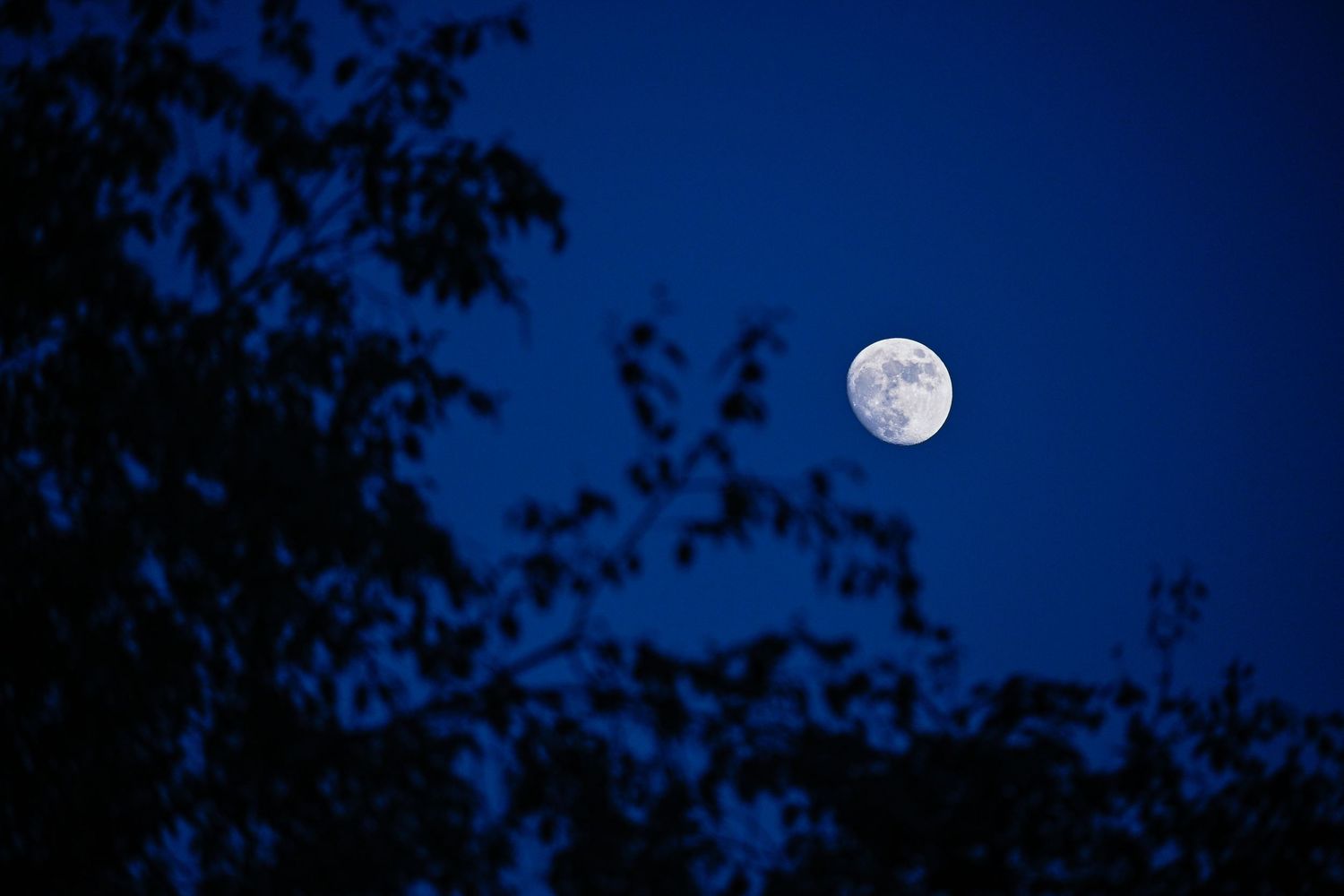 Moon tree.
