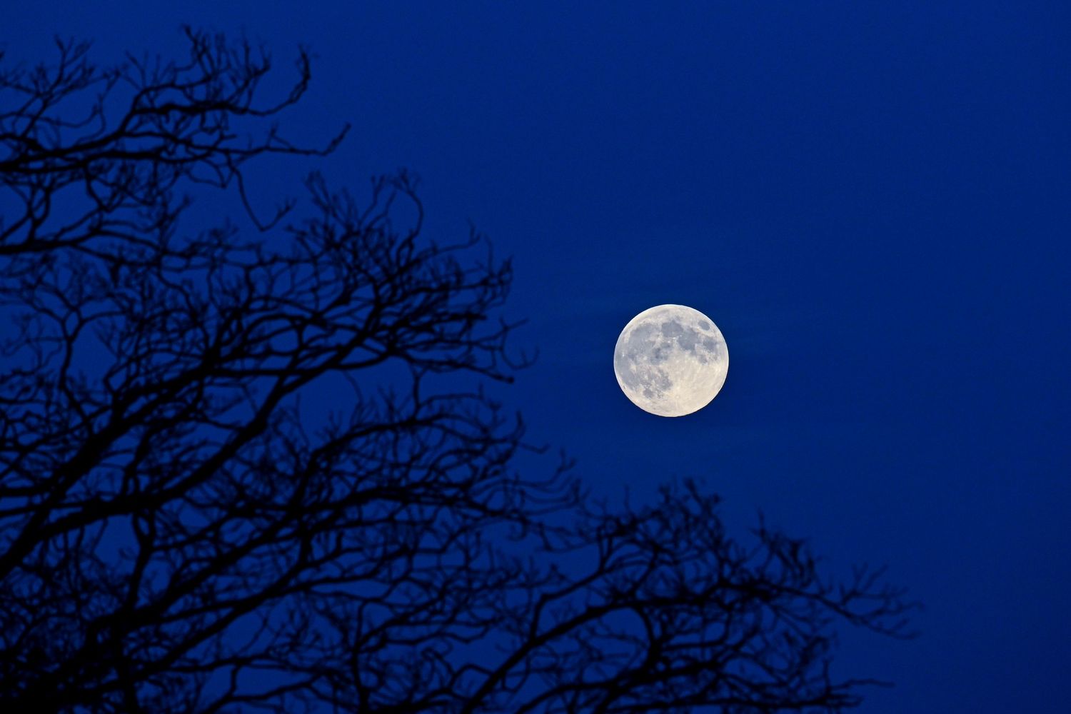 Full moon rising from winter trees as moon photography available as fine art wall prints.