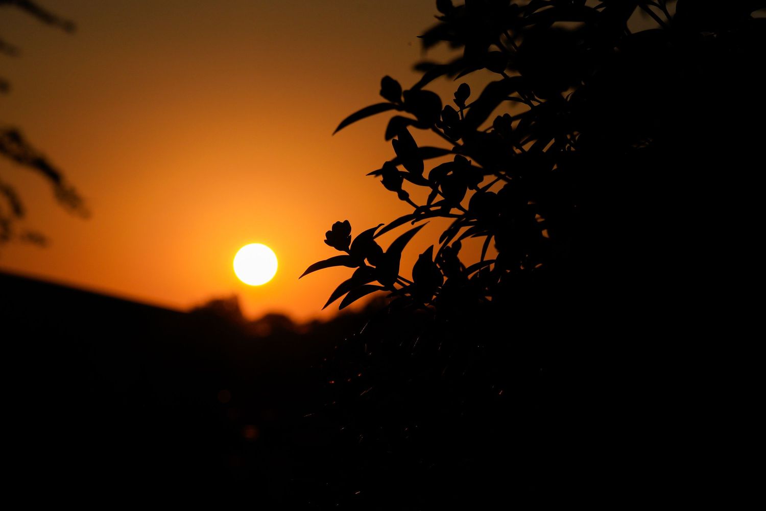 Sunset plants.