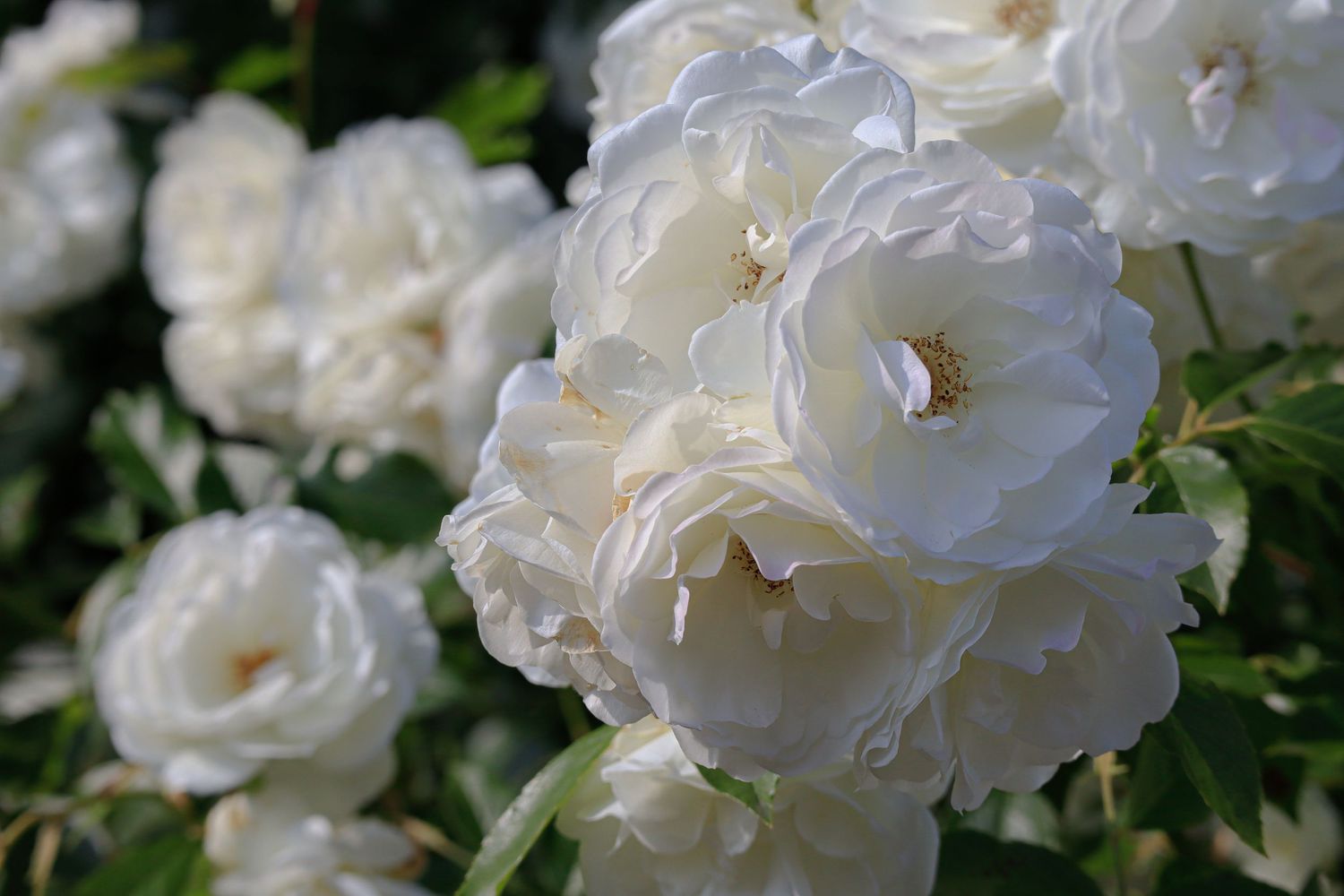 Multiple white roses. Landscape photography available as fine art prints.