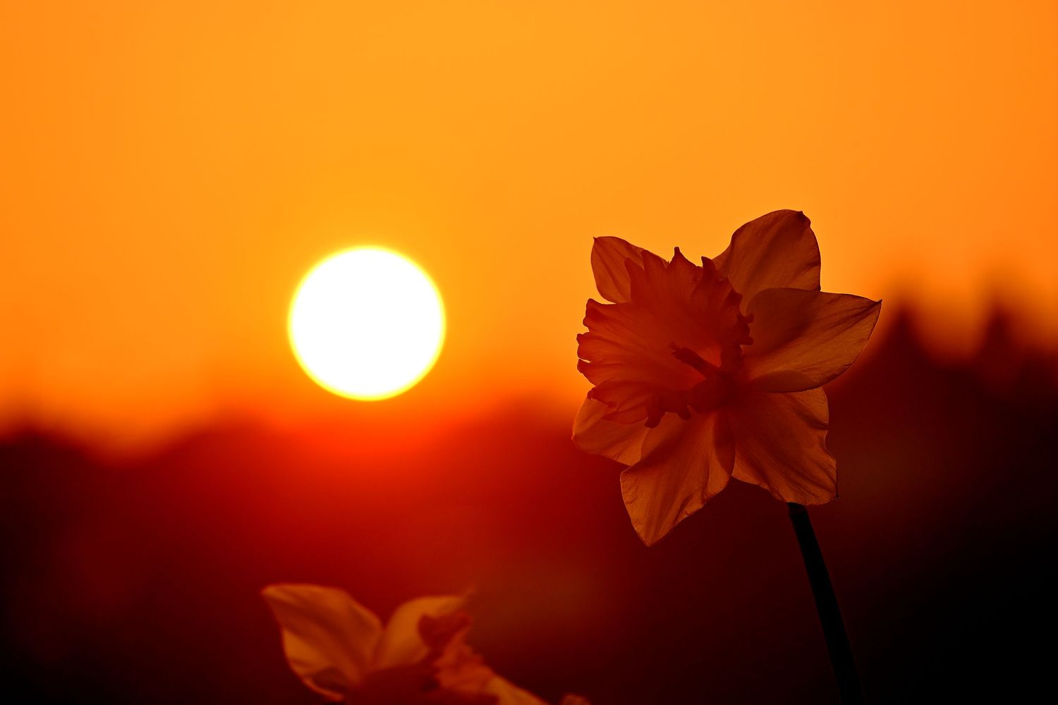 The sun sets from the horizon next to daffodil as golden hour photography available as fine art wall prints.