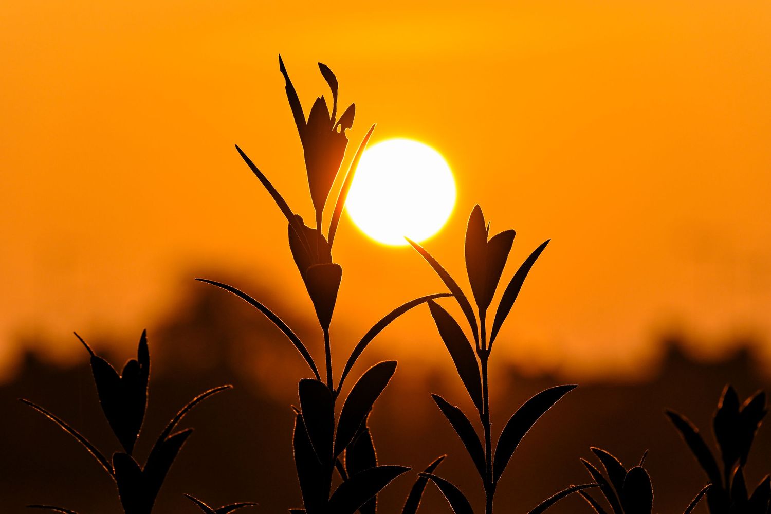 The sun rises between the plants as golden hour photography available as fine art wall prints.