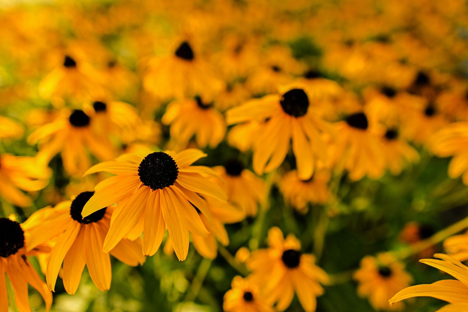Multiple Black-eyed susans flowers as flower photography available as fine art wall prints.