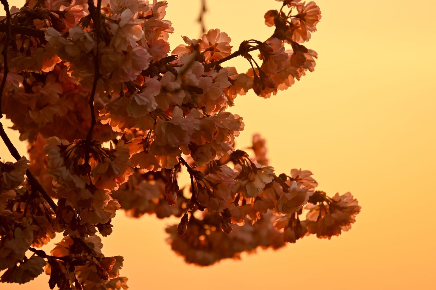 Pink blossoms during sunrise as golden hour blossoms photography available as fine art wall prints.