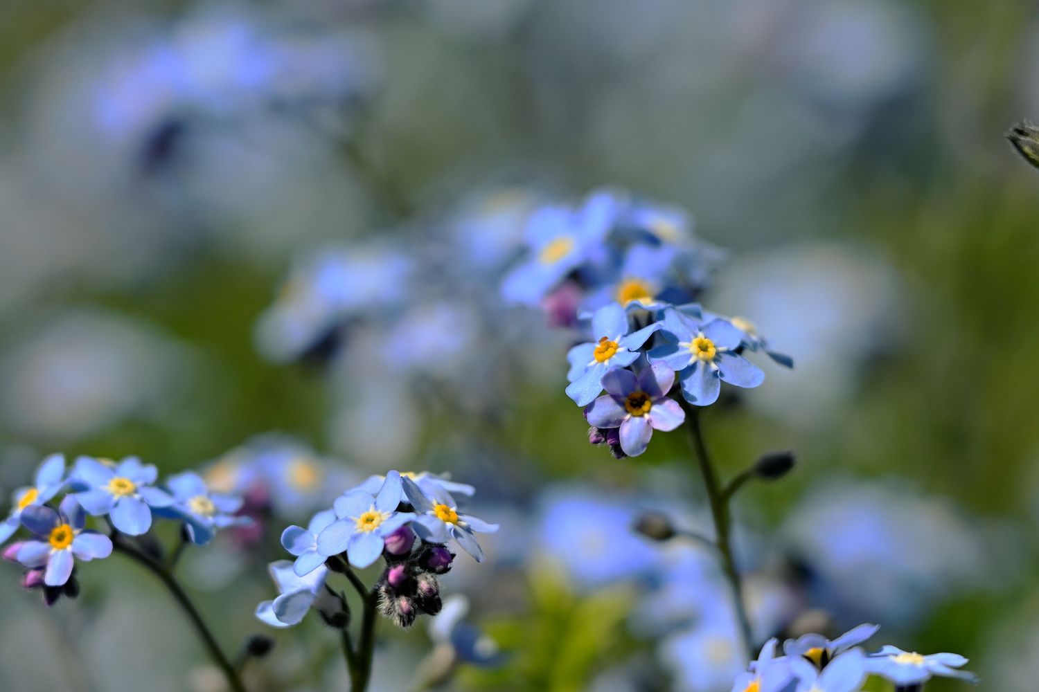 Forget-me-not blue flowers during spring as flower photography available as fine art wall prints.