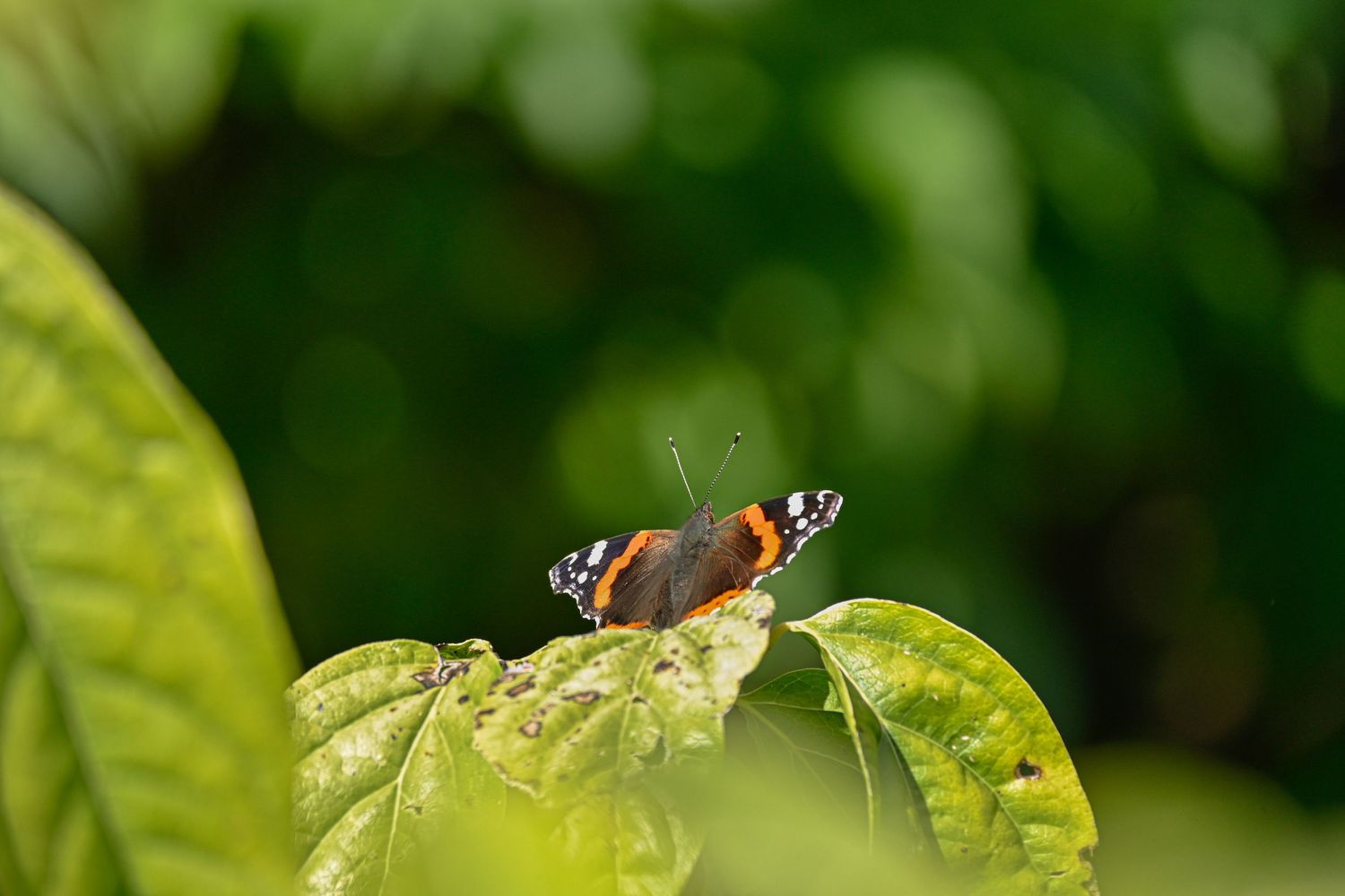 Red Admiral butterfly on large leaves as wildlife photography available as fine art wall prints.