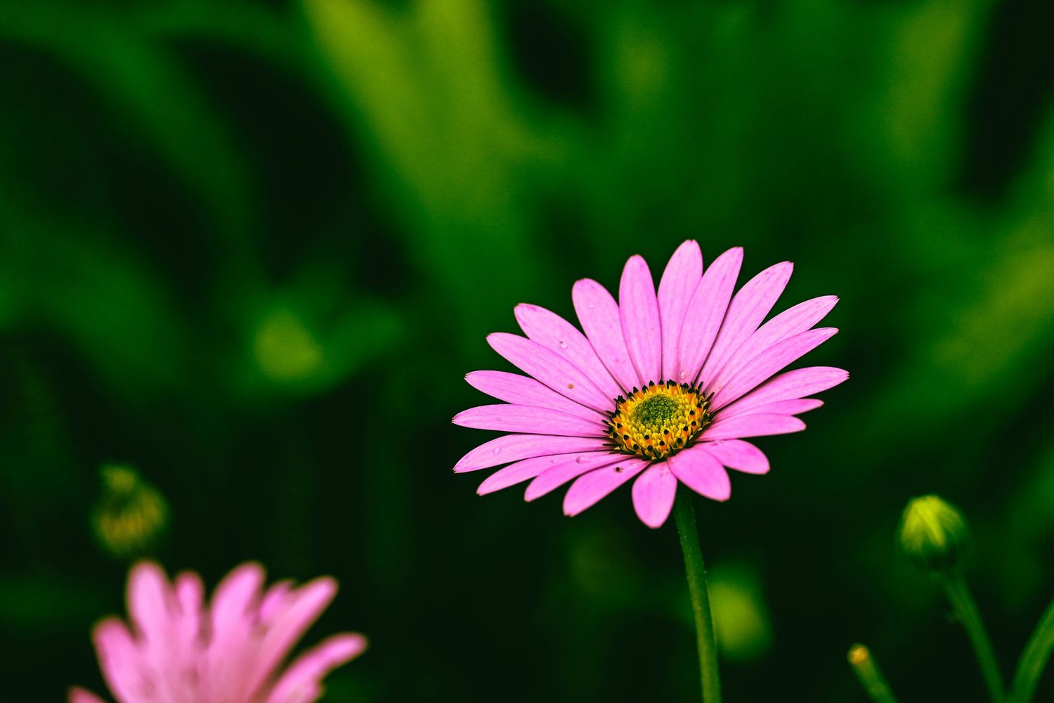 A single purple African daisy flower as flower photography available as fine art wall prints.