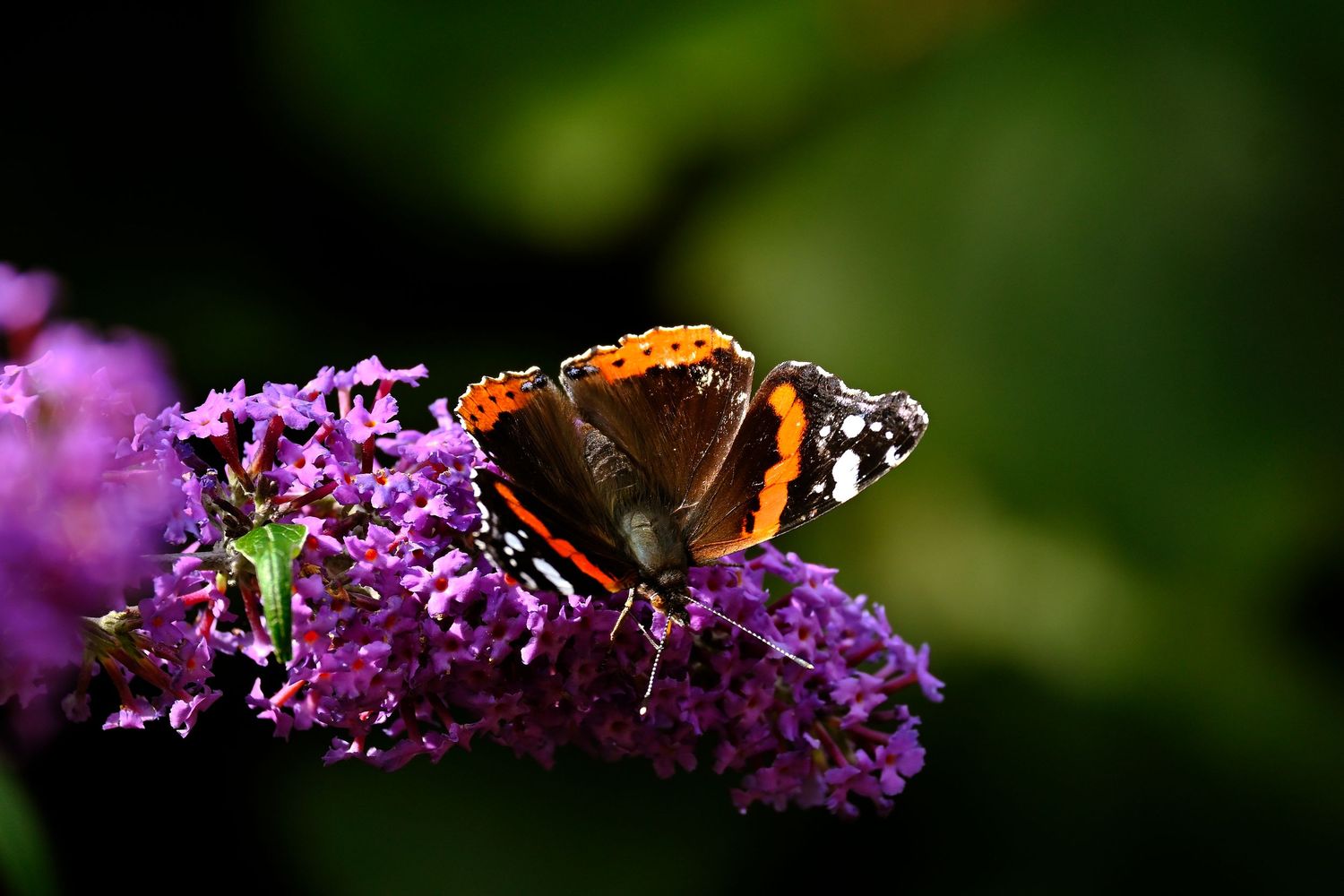Red Admiral butterfly on mini purple flowers as wildlife photography available as fine art wall prints.