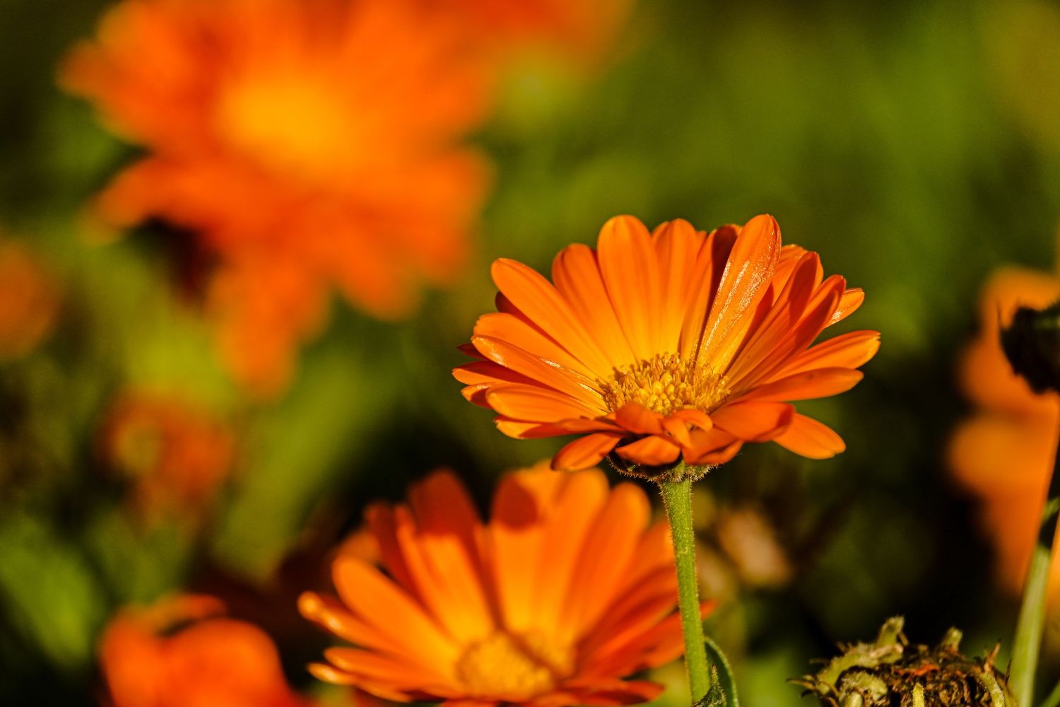 Orange flower