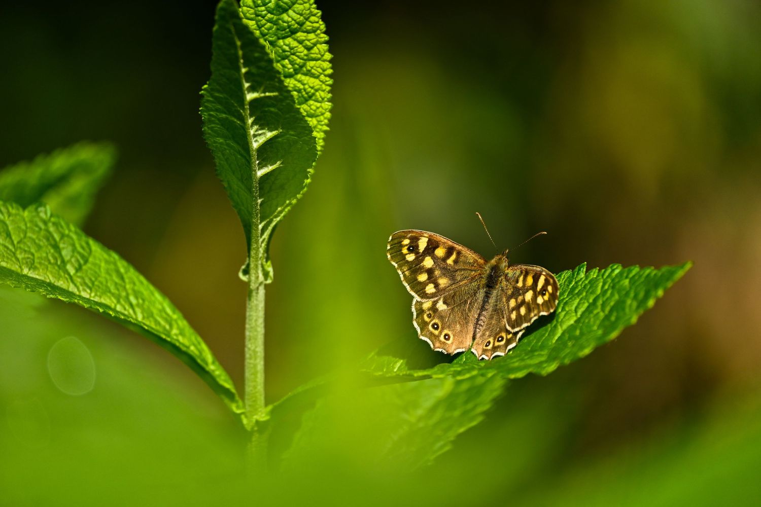 Speckled wood butterfly resting with wings open as wildlife photography are available as wall art prints.