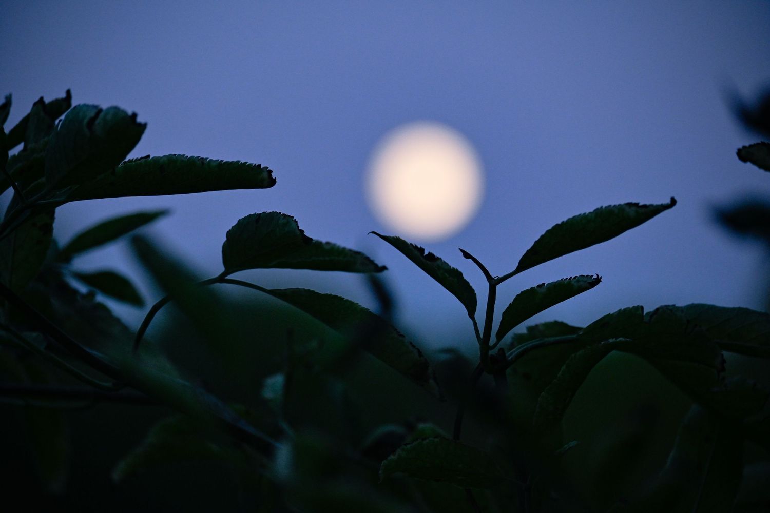 Moon rises from the plants during blue hour as moon photography available as fine art wall prints.