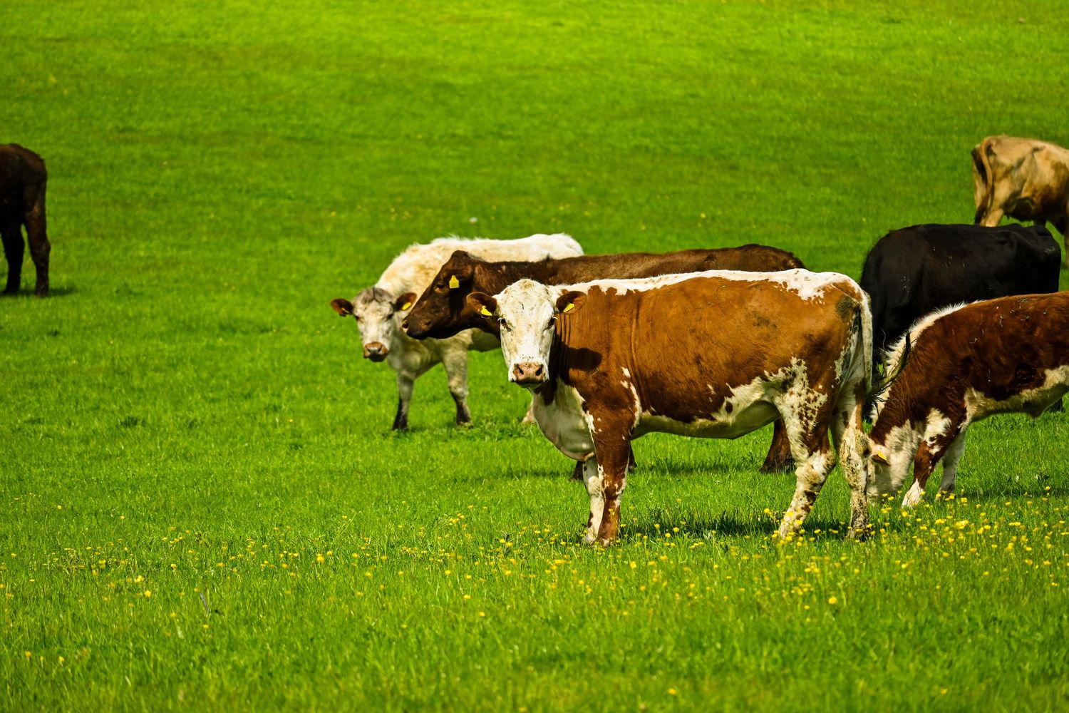 Cows exploring and sightseeing on the field as wildlife photography available as fine art wall prints.
