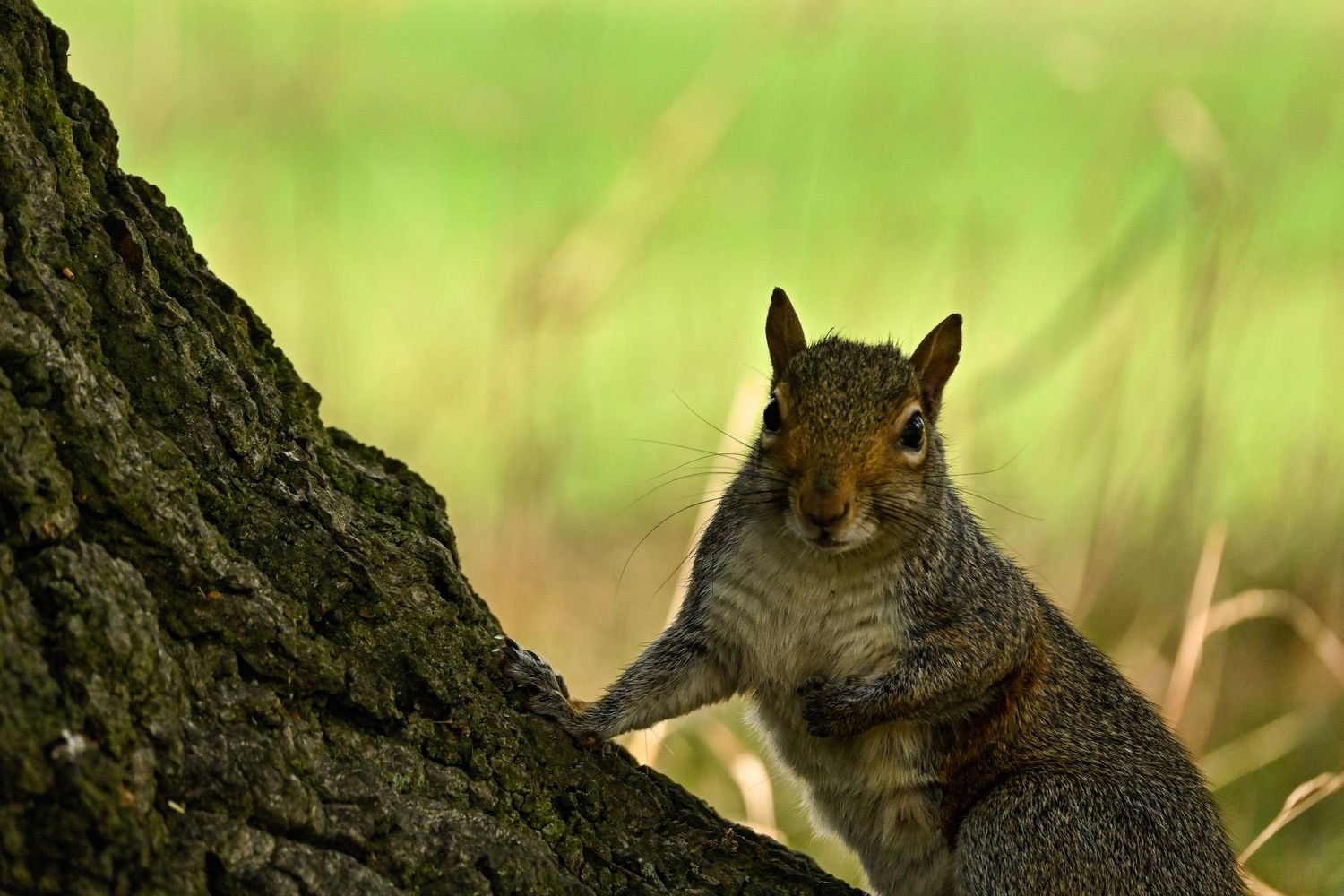 Squirrel sight seeing at the park as wildlife photography available as fine art wall prints.