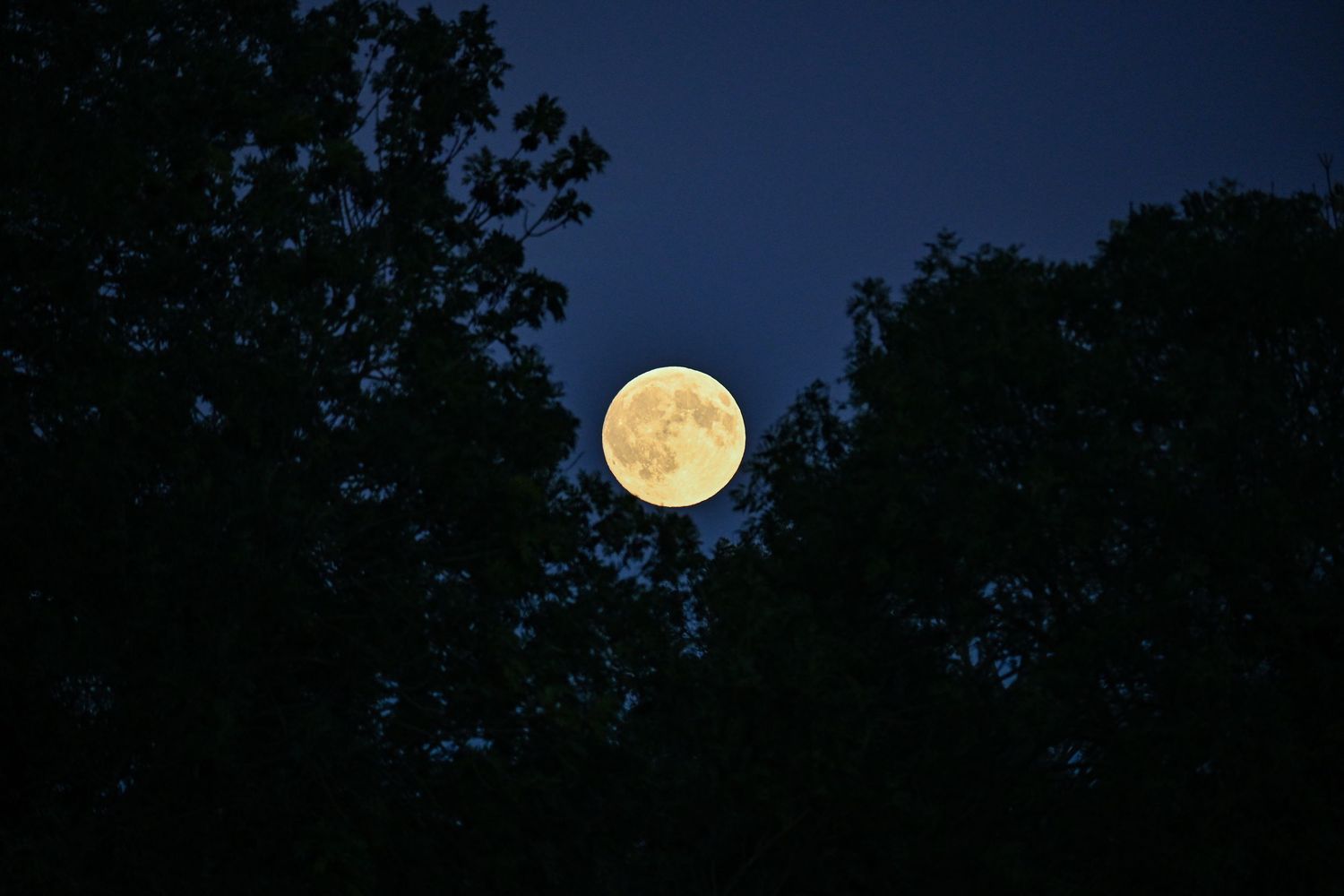 Moon rise between trees.