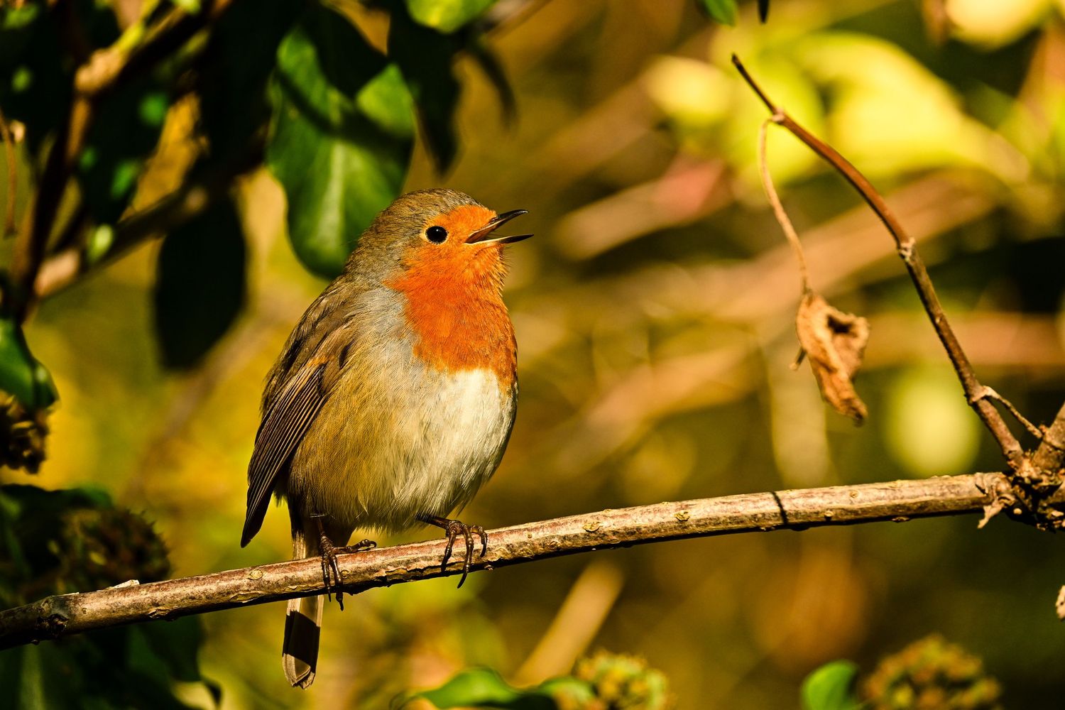 Robbin standing on tree sticks as wildlife photography available as fine art wall prints.