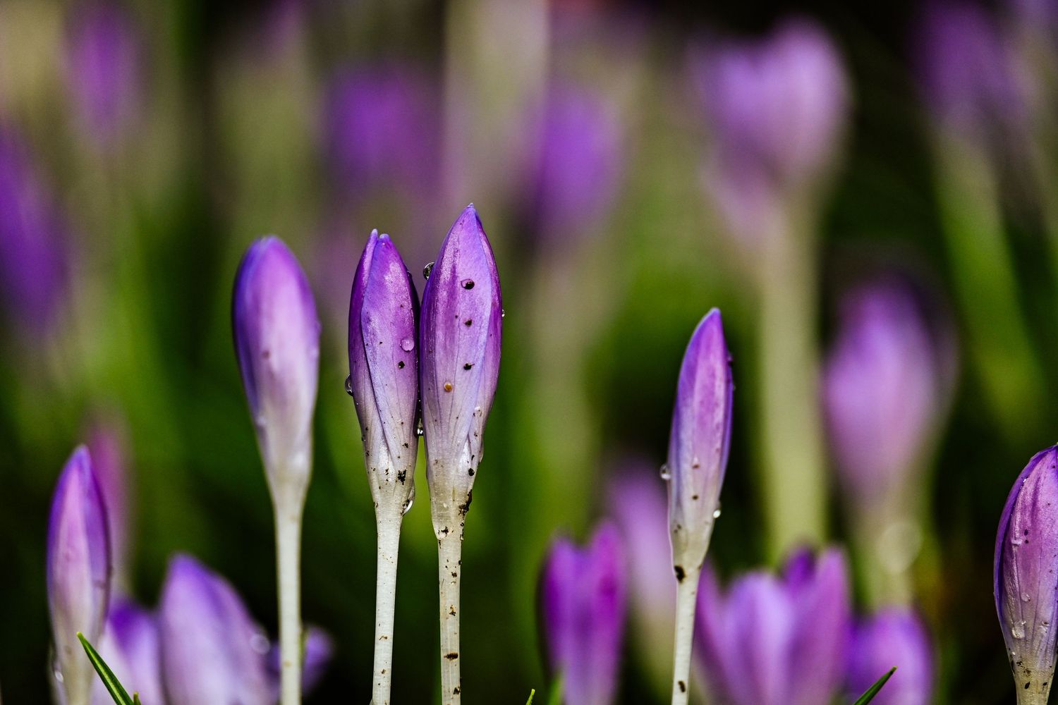 Purple flowers growing during beginning of spring as flower photography available as fine art wall prints.