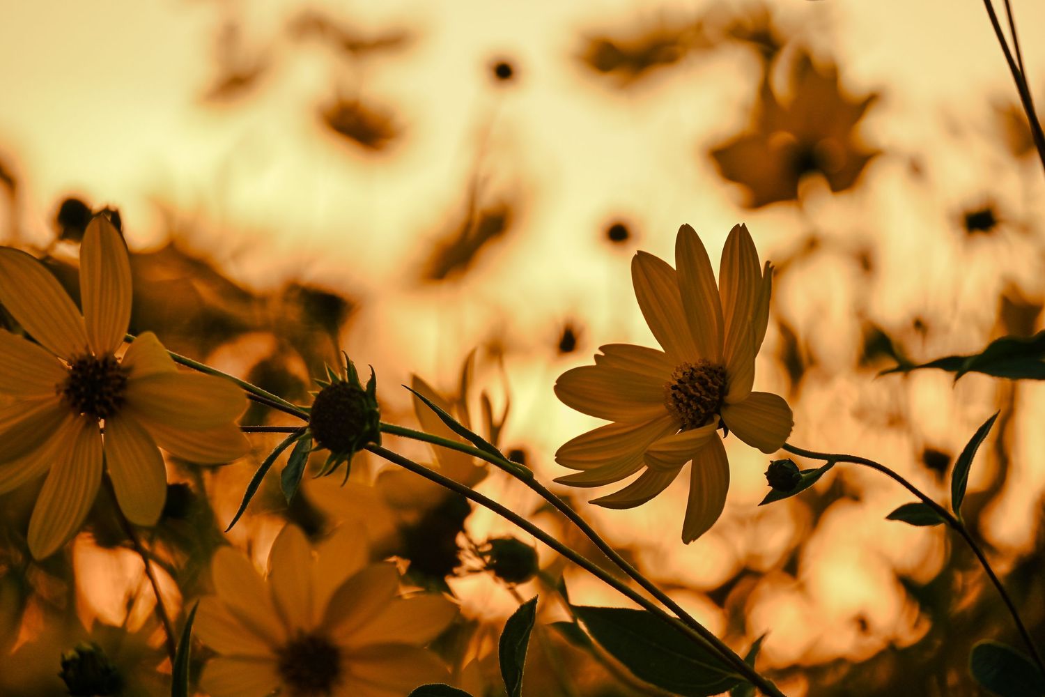 Sunset flowers