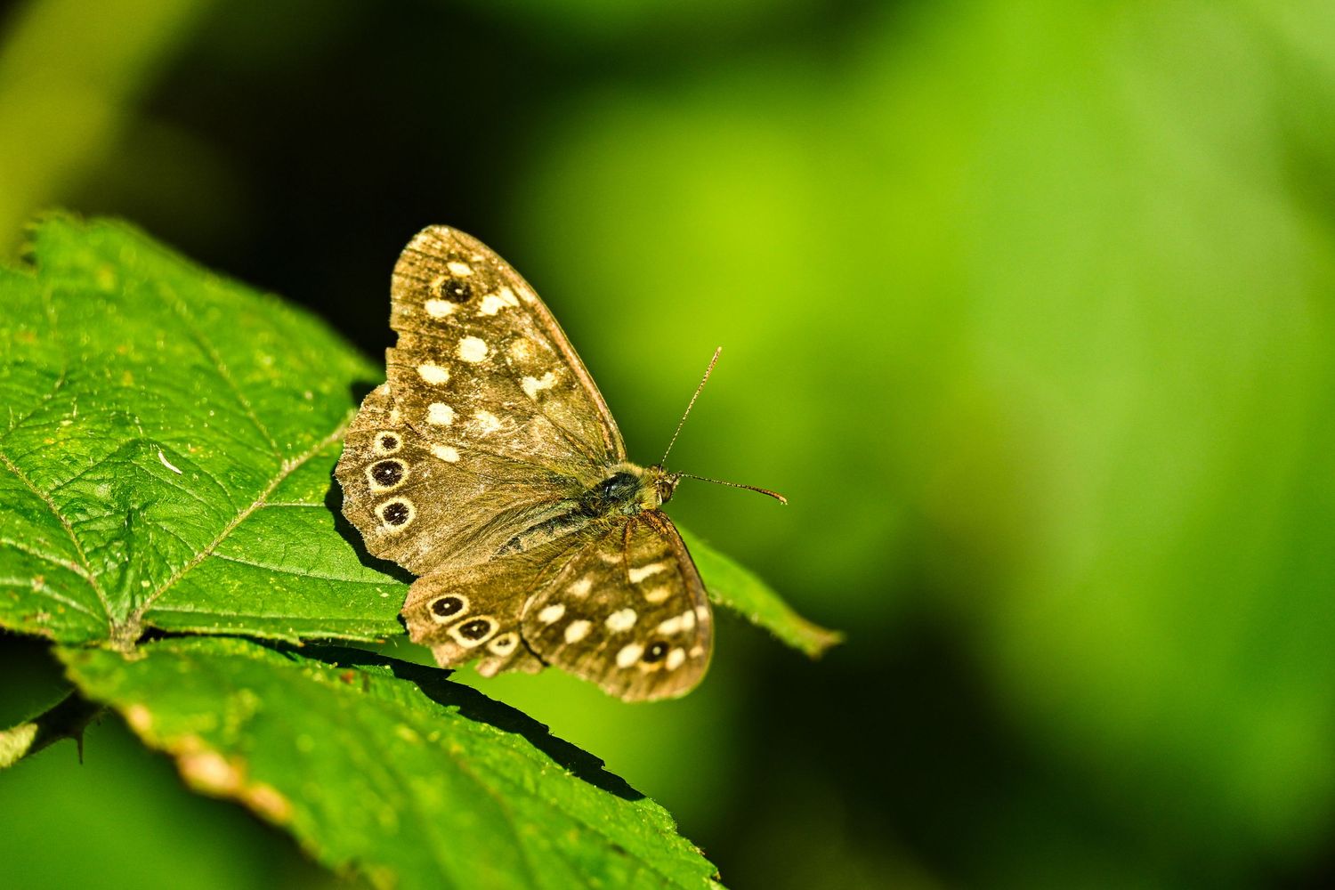 Speckled Wood butterfly resting with wings open as wildlife photography available as fine art wall prints.