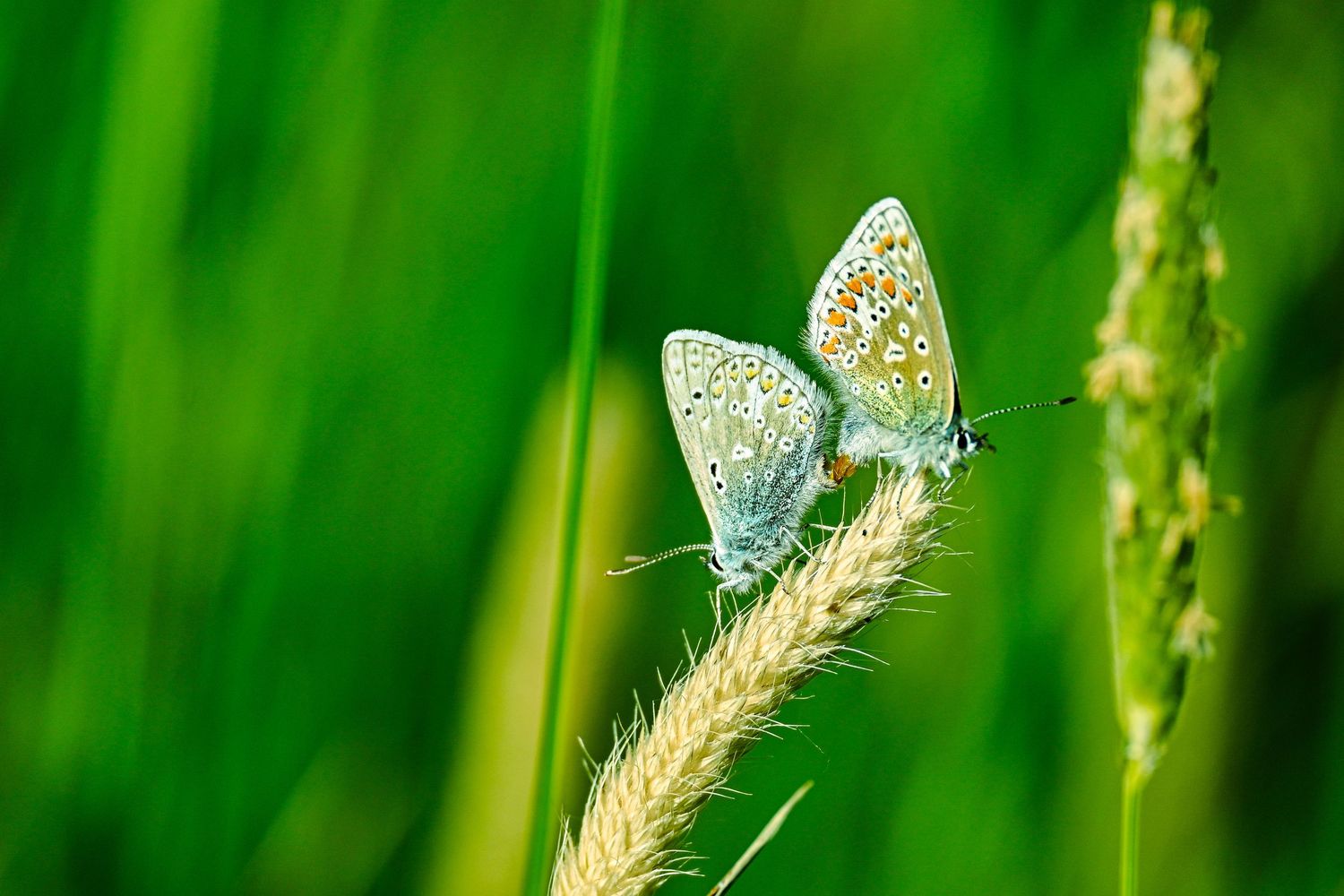 Double common blue butterflies as wildlife photography available as fine art wall prints.