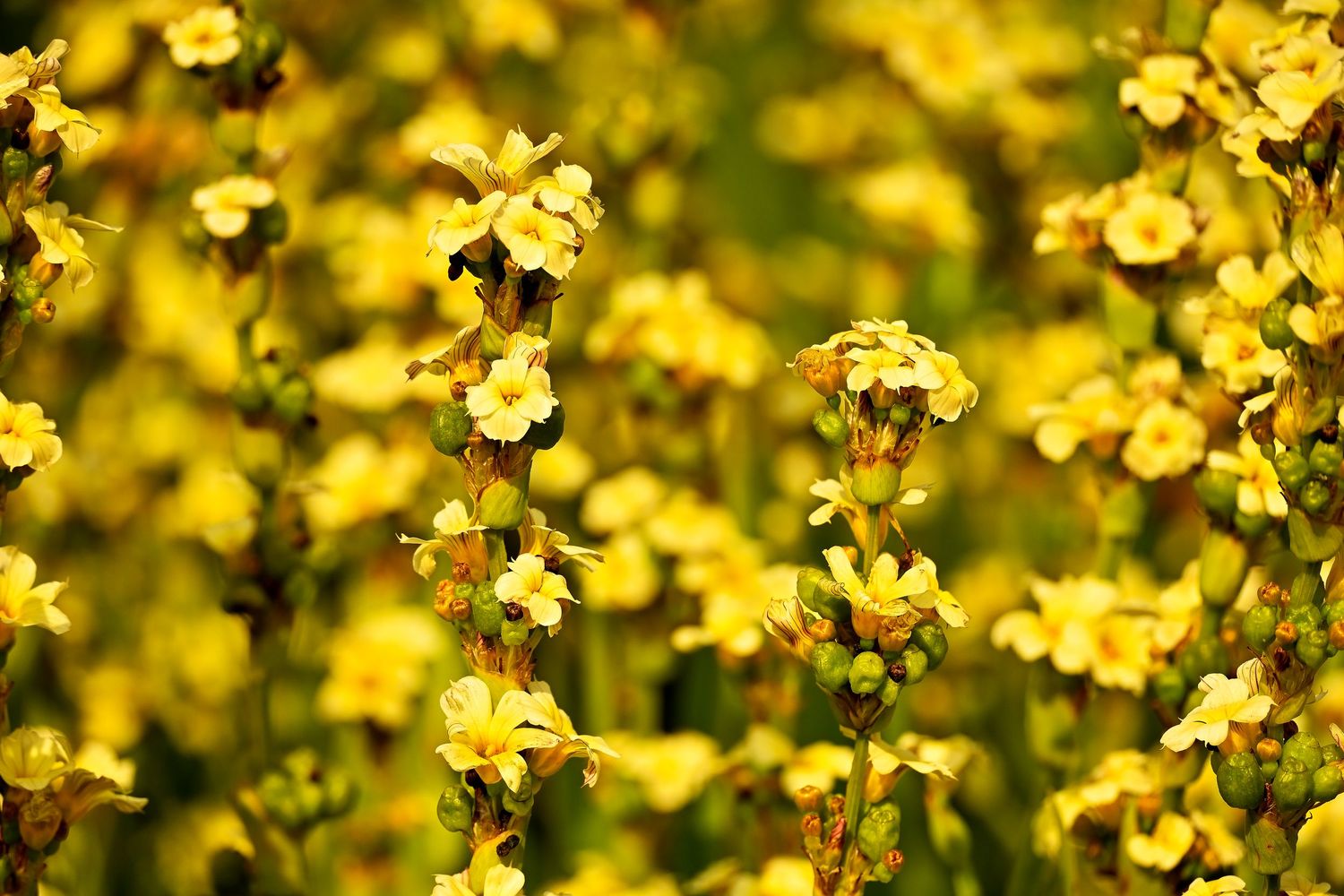 Multiple Common Mullein as flower photography are available as wall art prints.