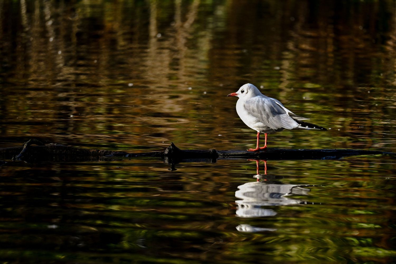 Black Headed Gull sight seeing on the pond as wildlife photography available as fine art wall prints.