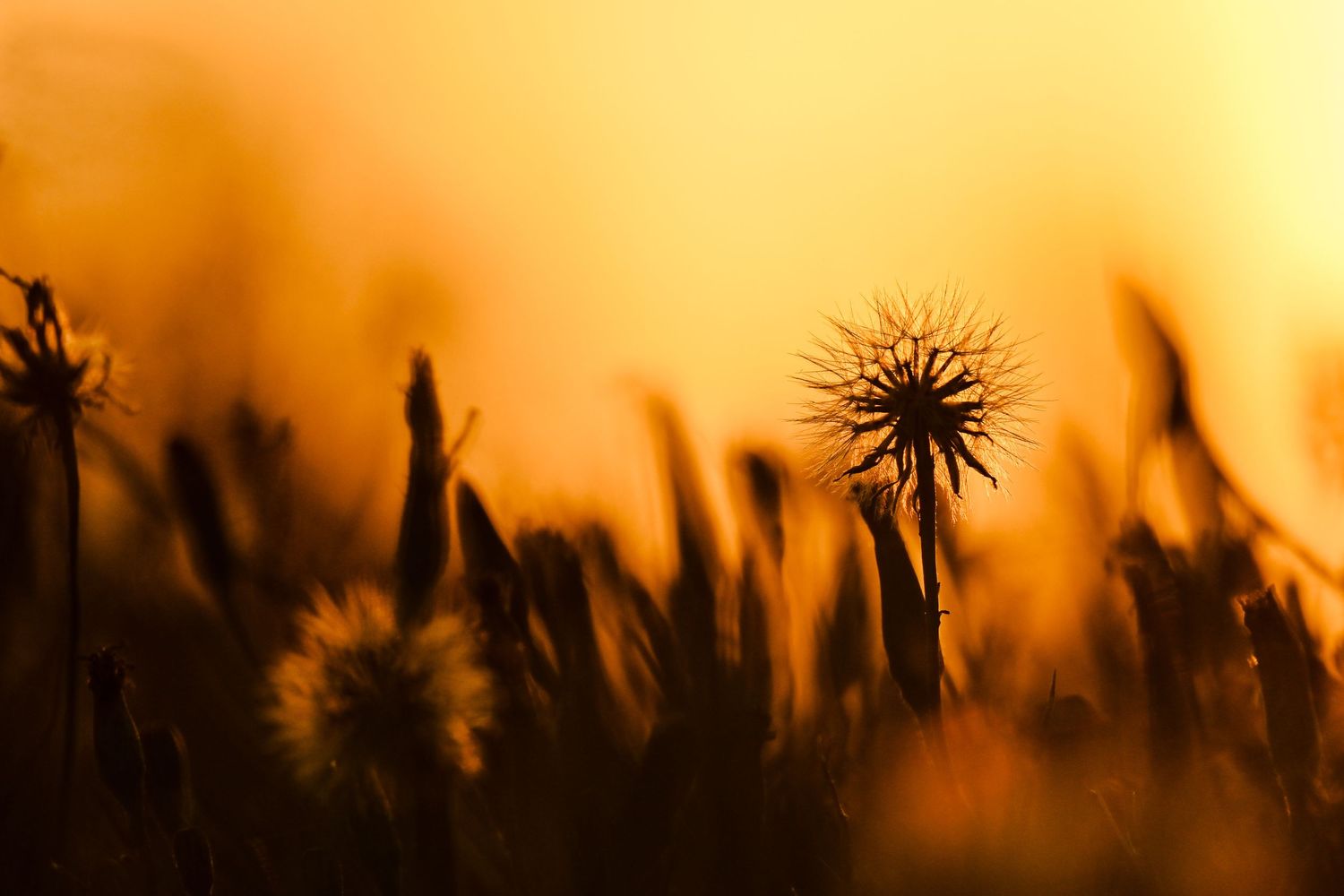 Golden hour and dandelion. Landscape photography available as fine art prints.